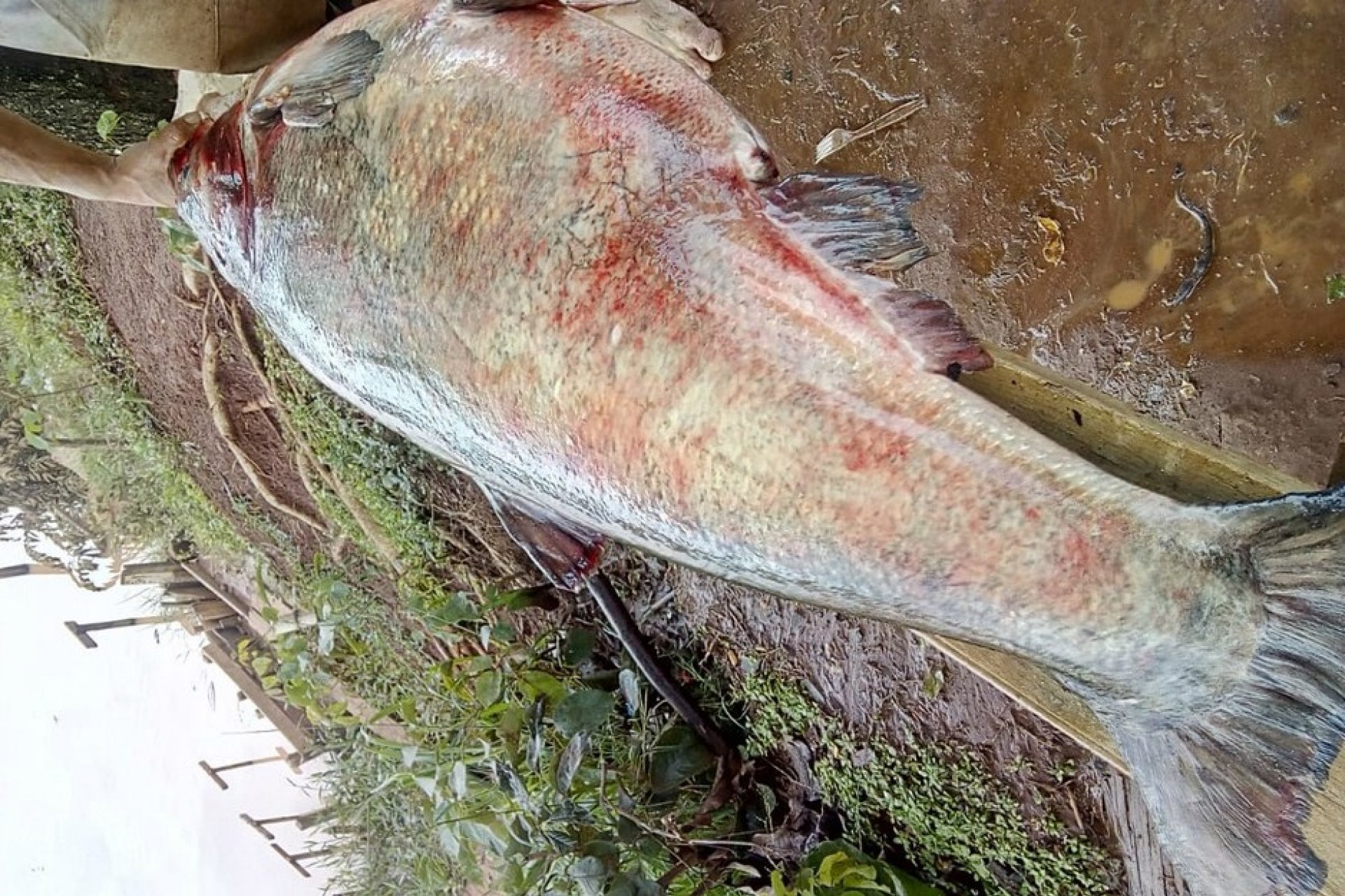 'Não foi pesca, foi caça', diz jovem que capturou peixe de 36 kg em represa