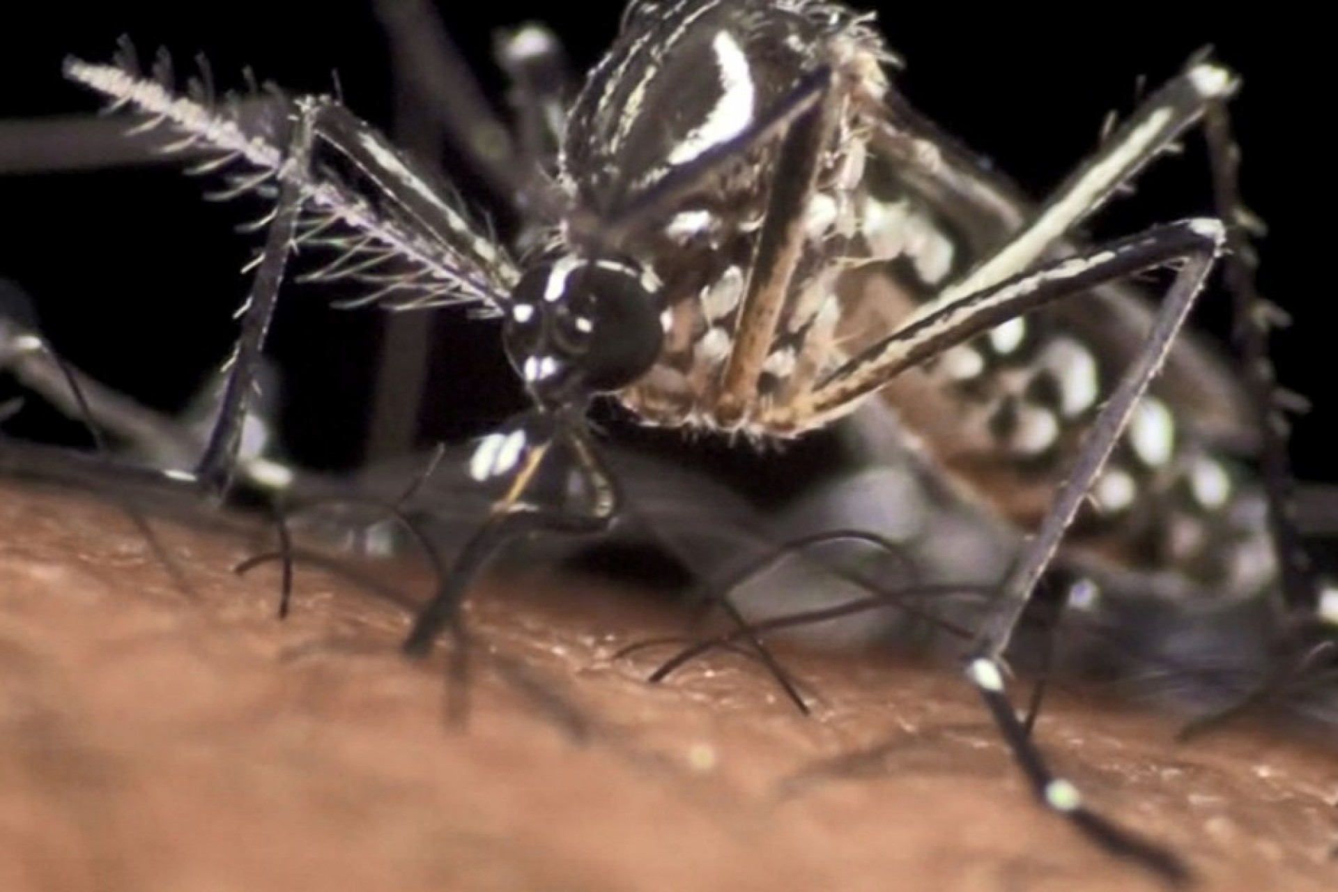 Alto Índice de Infestação e casos de dengue na região alertam também população de Missal