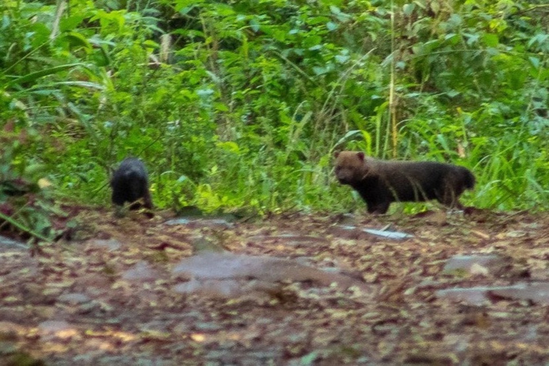 Ameaçada de extinção, espécie cachorro-vinagre é vista pela primeira vez no RS