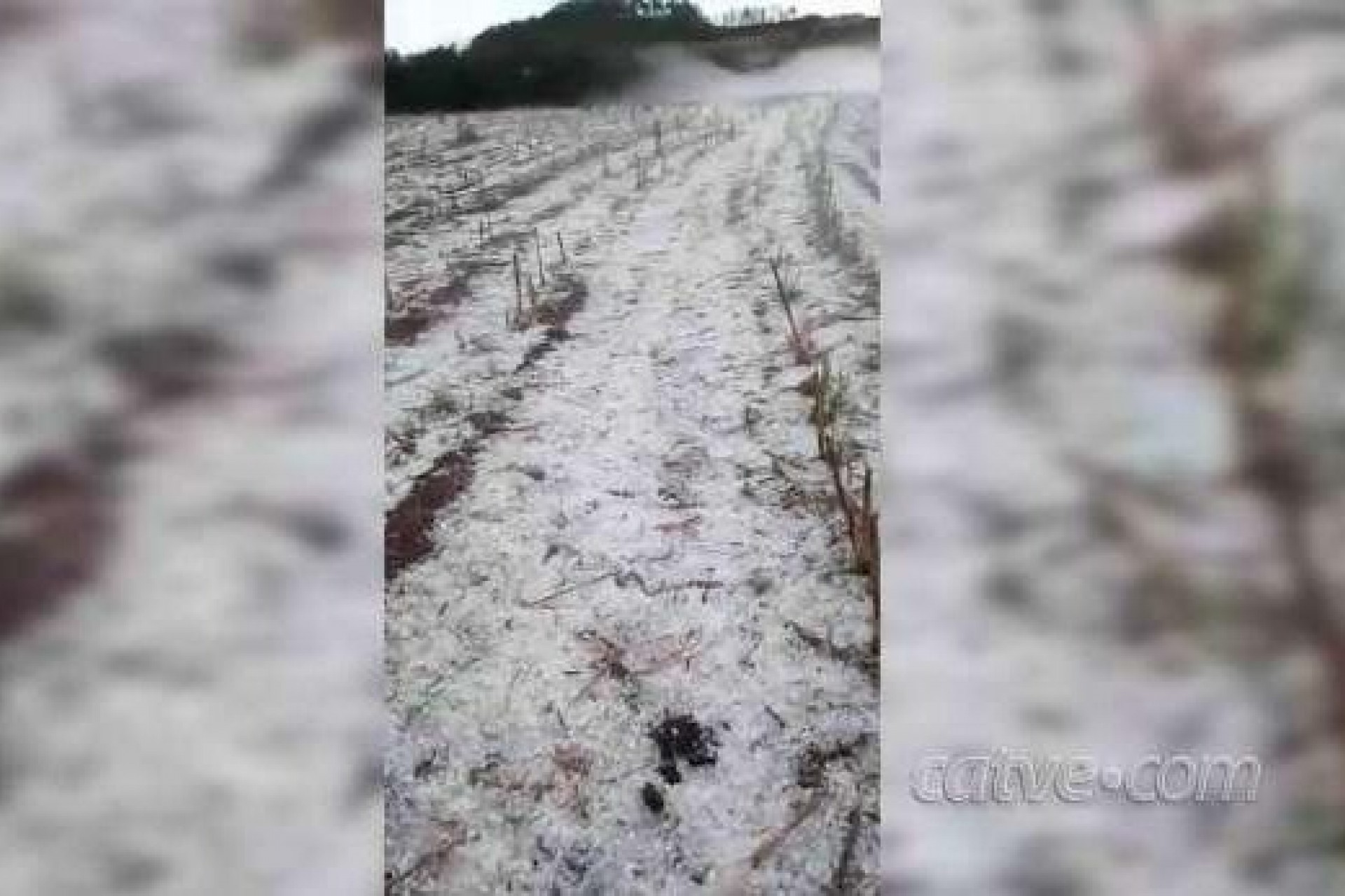 Após chuva de granizo no Paraná, agricultor perde quase 100% de lavoura de milho