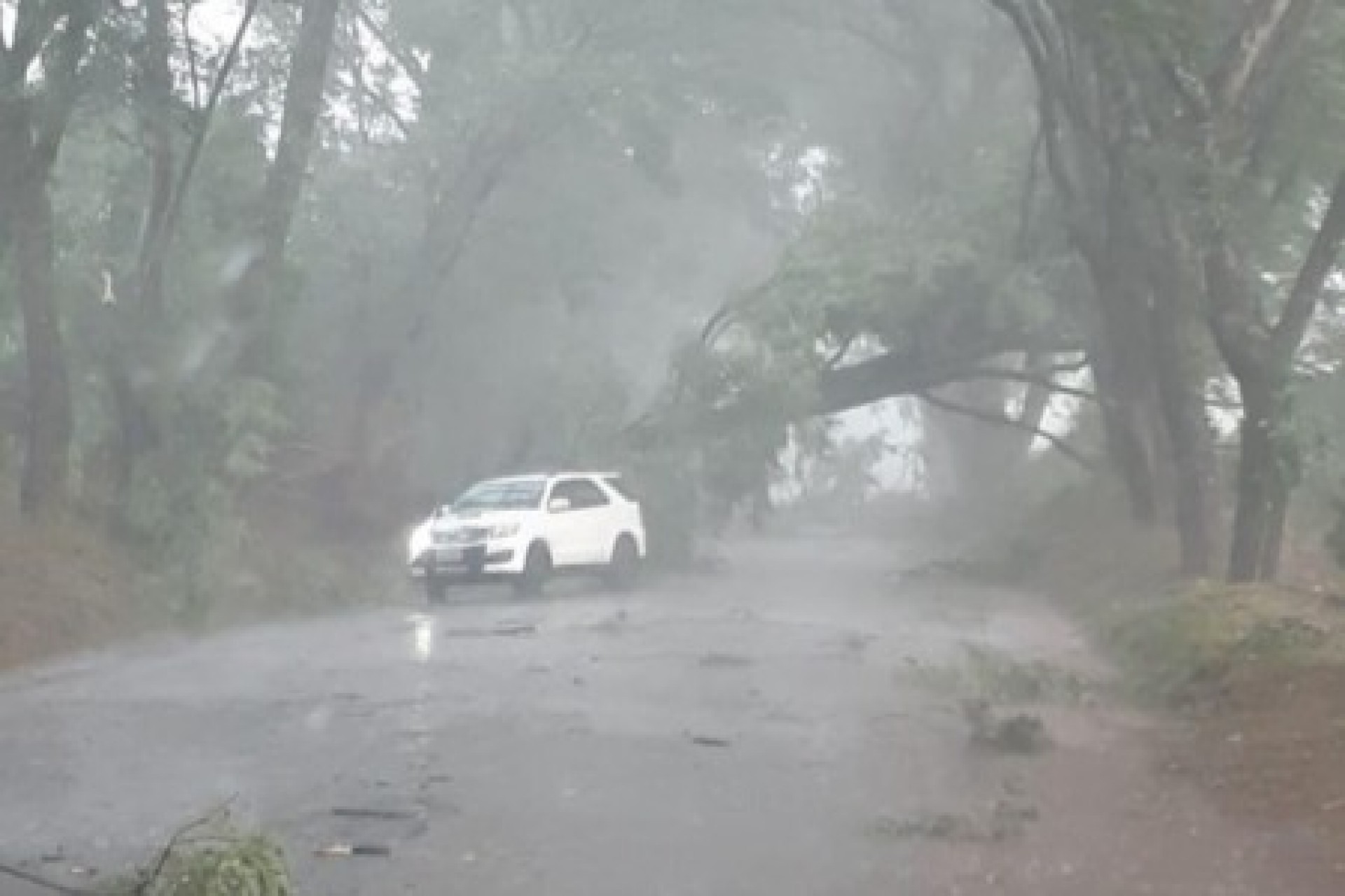 Árvores caem e interditam PR 497, em São Miguel do Iguaçu
