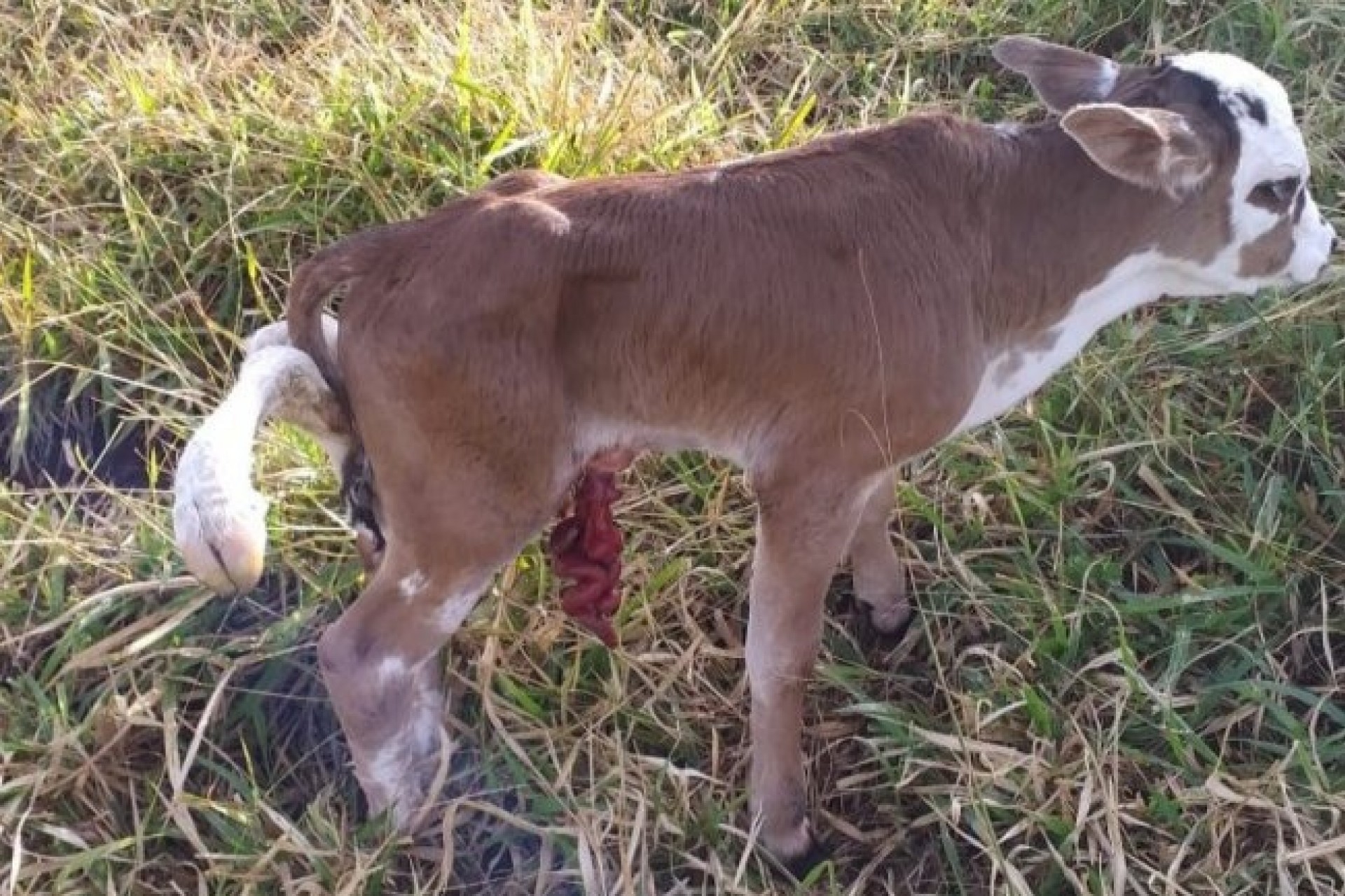 Bezerro de seis patas surpreende fazendeiro de Santa Helena; assista ao vídeo do animal inusitado