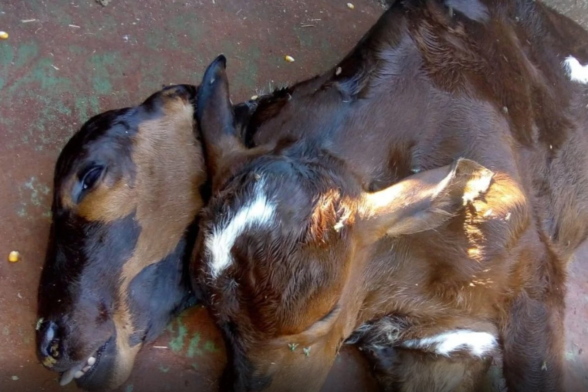 Bezerro nasce com duas cabeças em propriedade rural