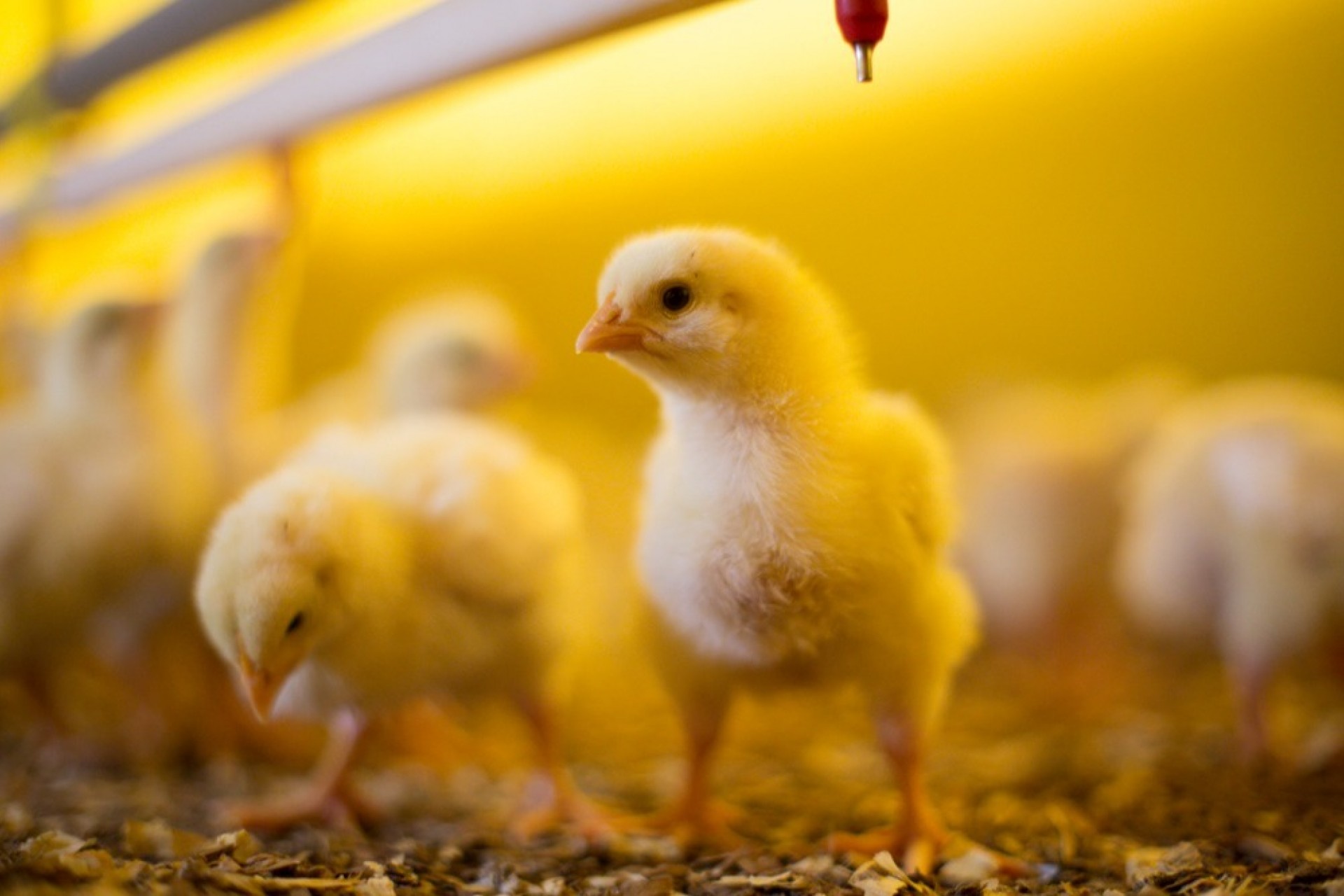 Biosseguridade é condição essencial para saúde na avicultura