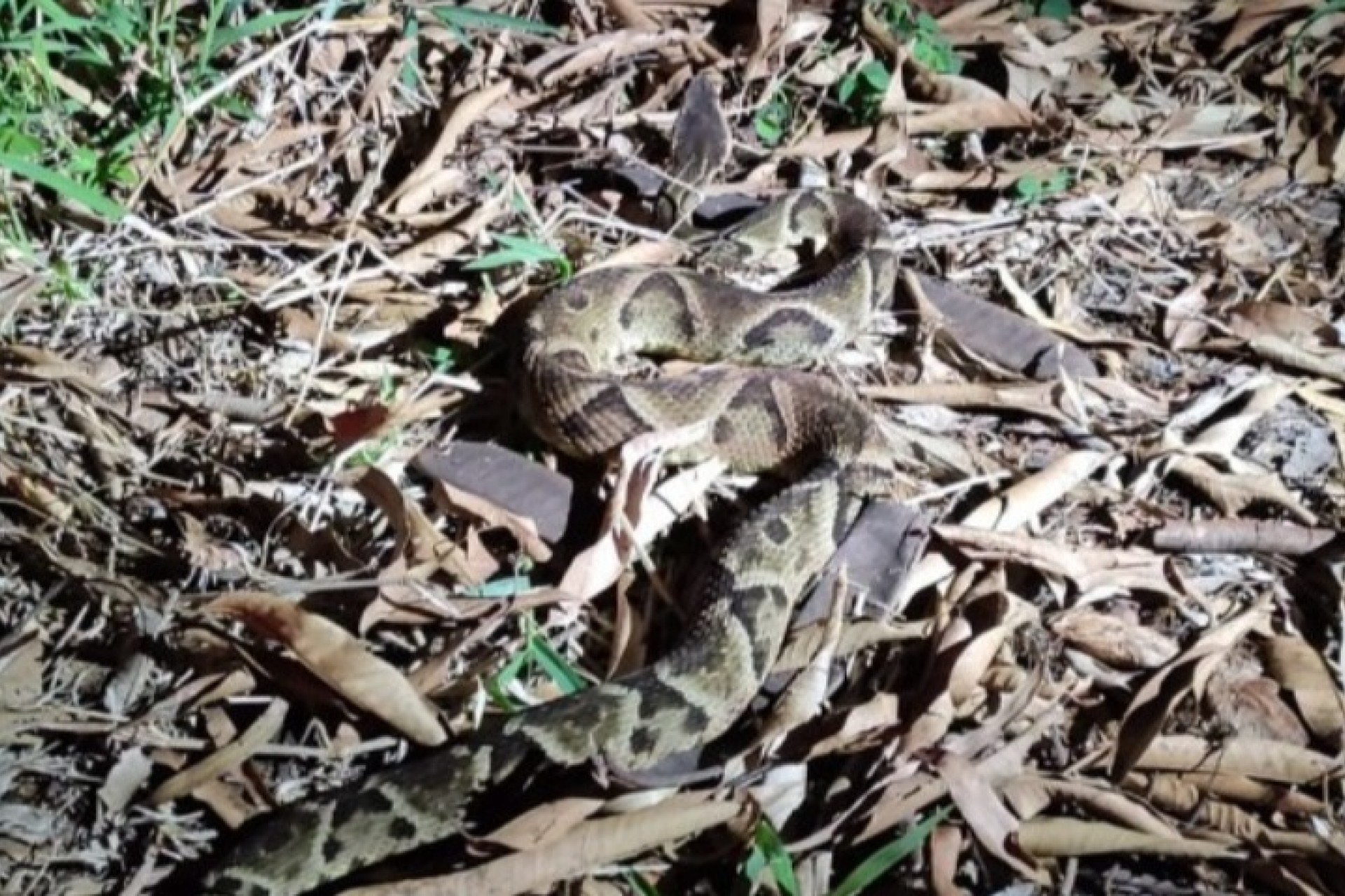 Bombeiro quase é picado por cobra urutu no balneário de Santa Helena