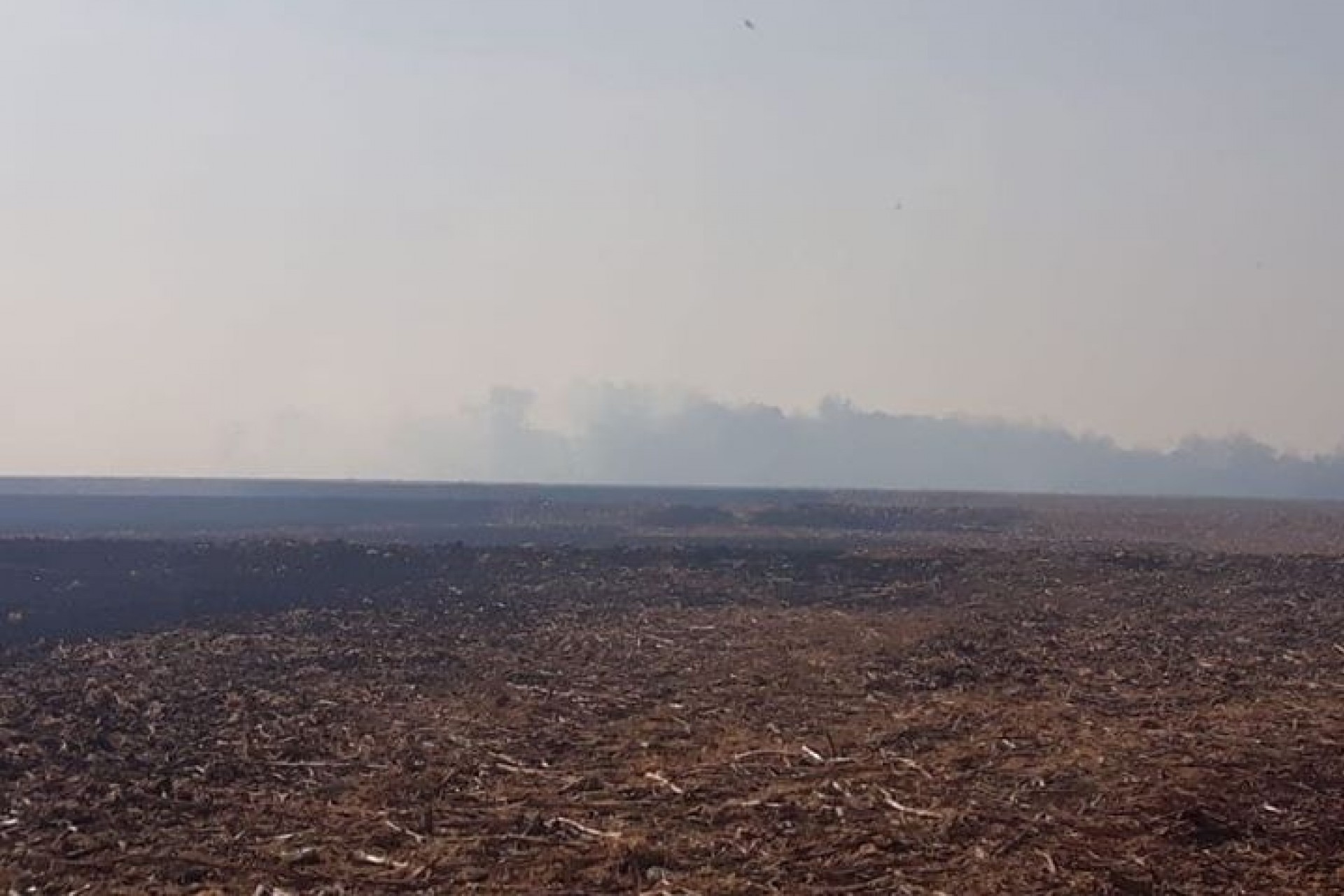 Bombeiros e agricultores combatem incêndio que atingiu lavoura e área de vegetação em Itaipulândia