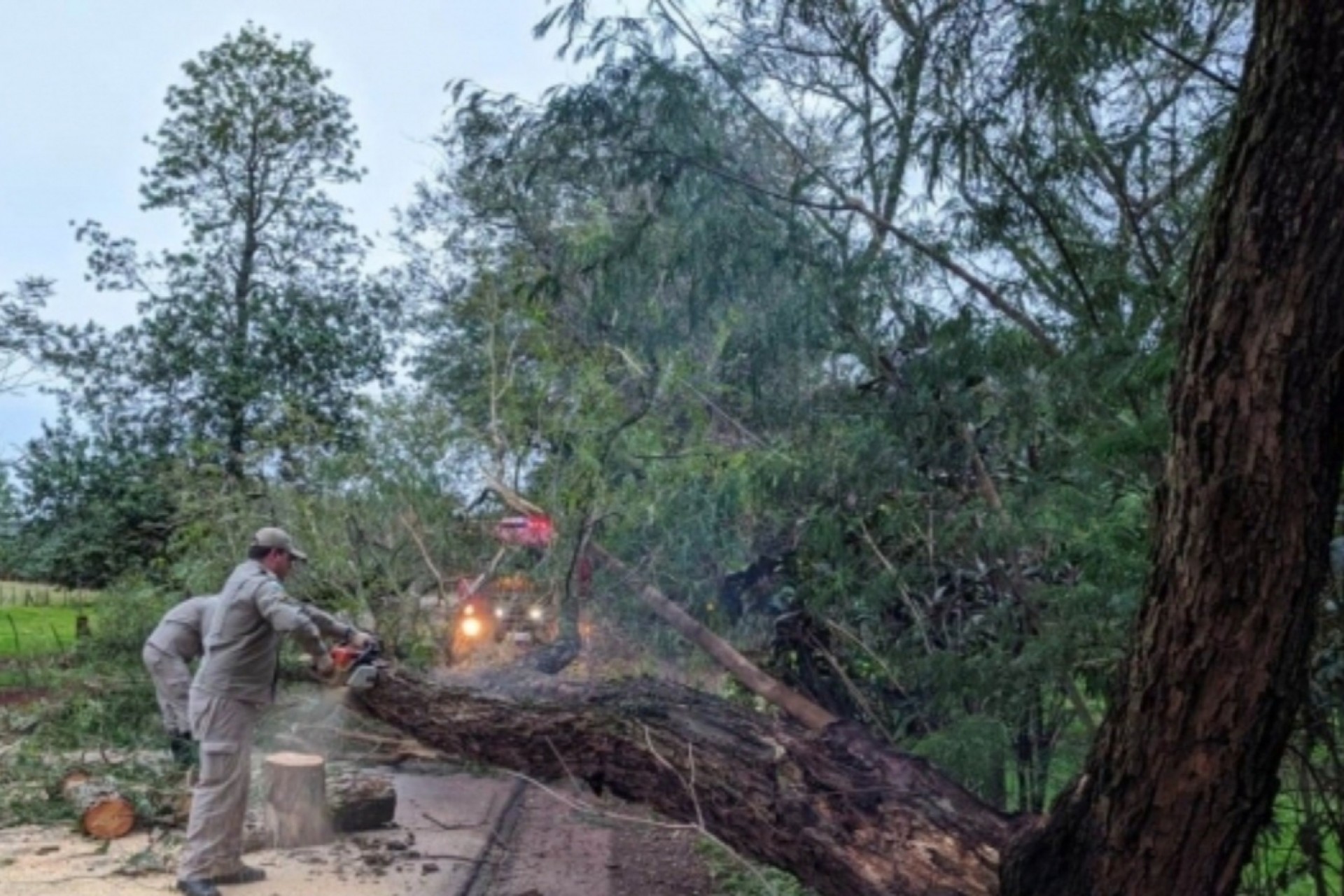 Bombeiros removem árvore caída na PR-497