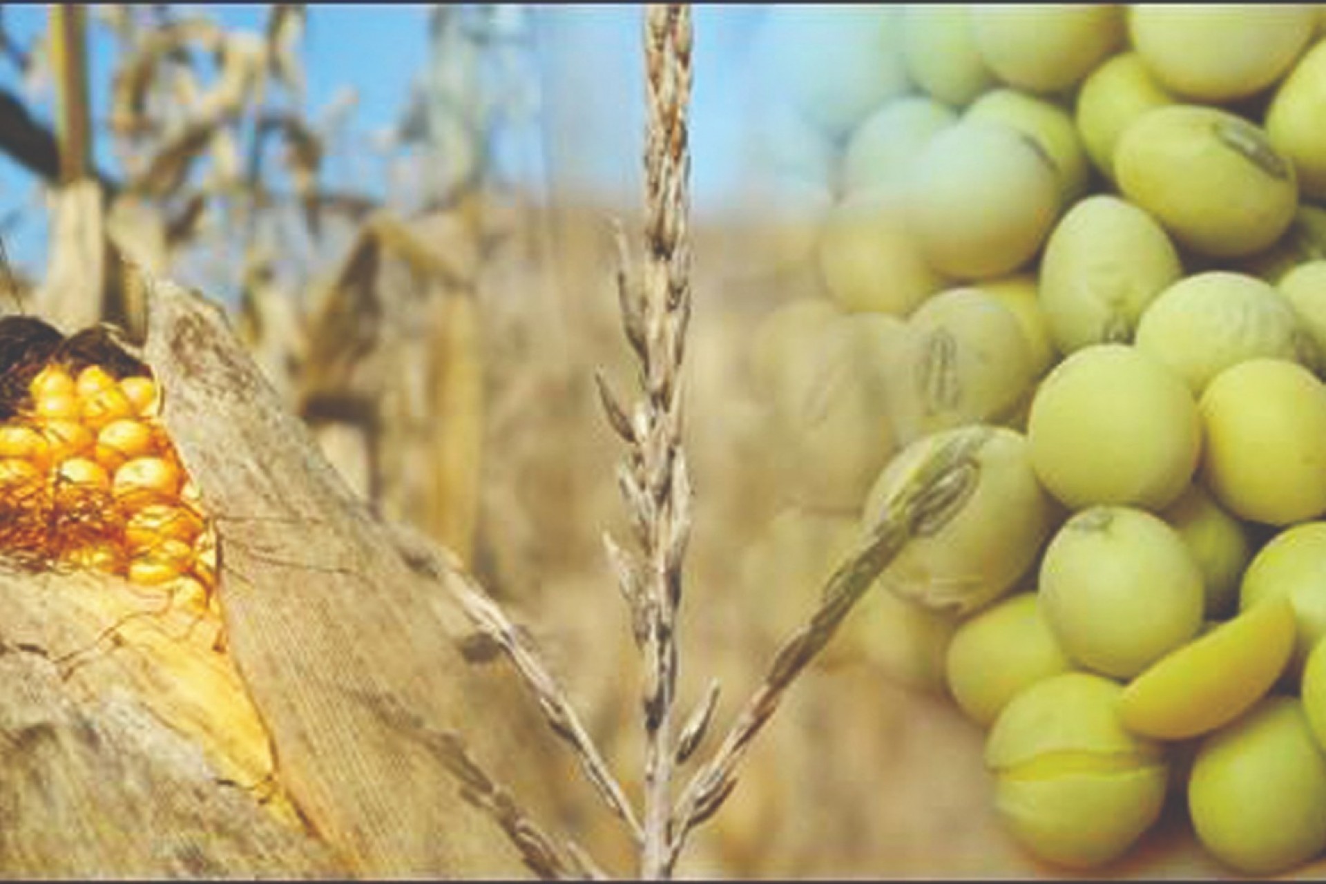 Brasil é o 3º maior exportador agrícola, mas clima ameaça futuro