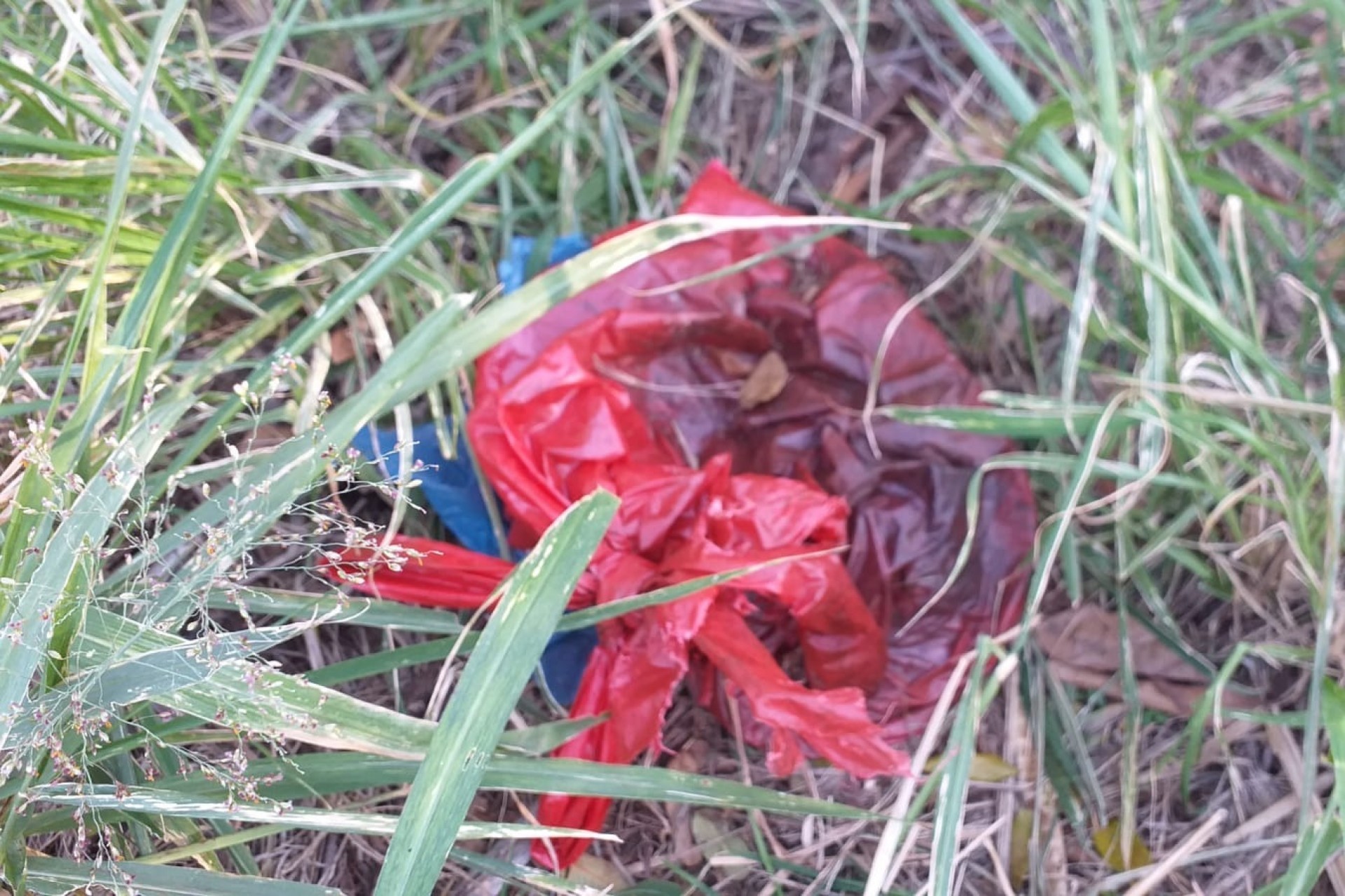 Cachorro morto é colocado em saco de lixo e encontrado próximo a antiga quadra do colégio CNEC