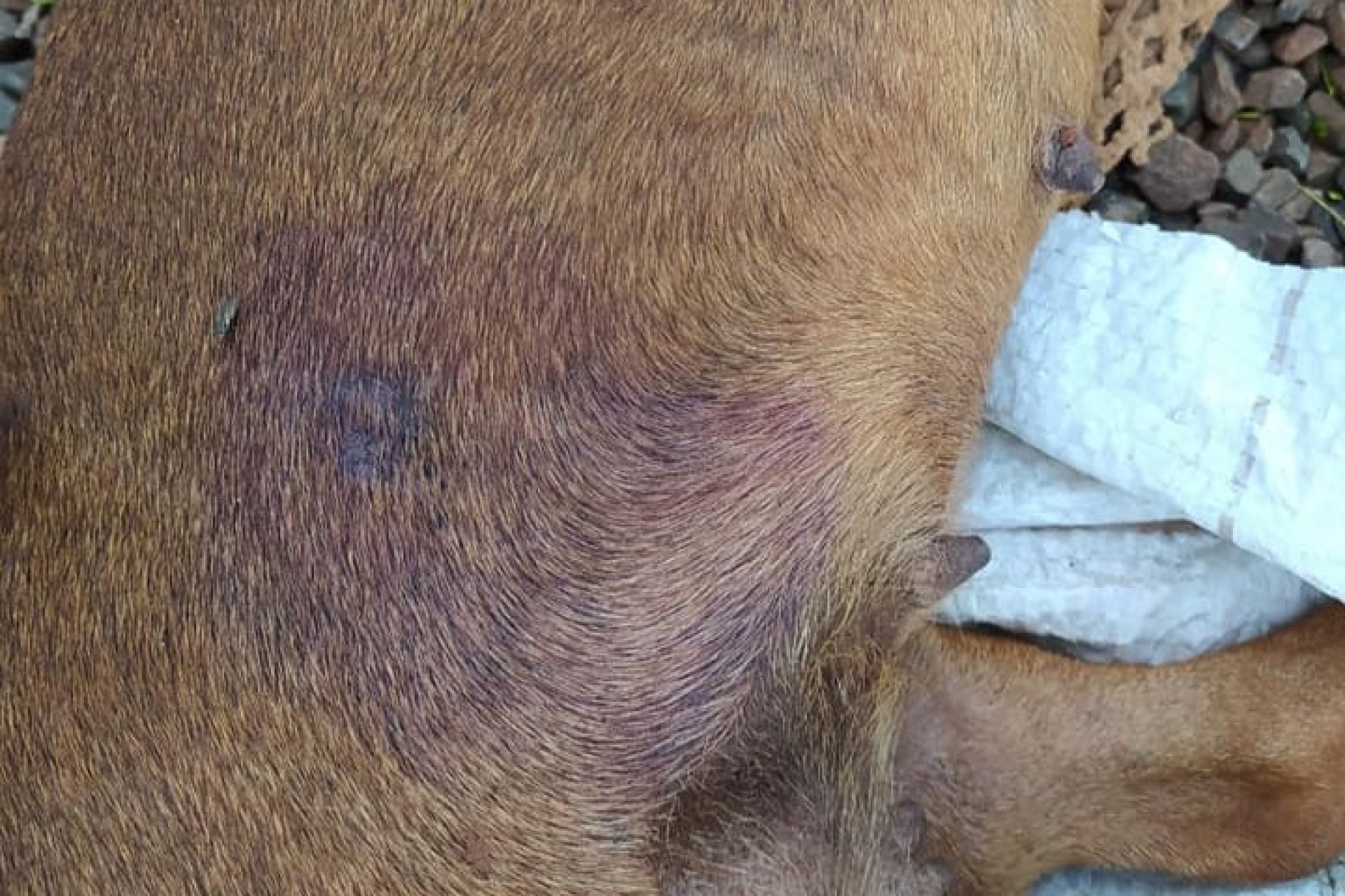 Cães e Gatos estão sendo mortos por tiro de espingarda de pressão no bairro Renascer e Panorâmico