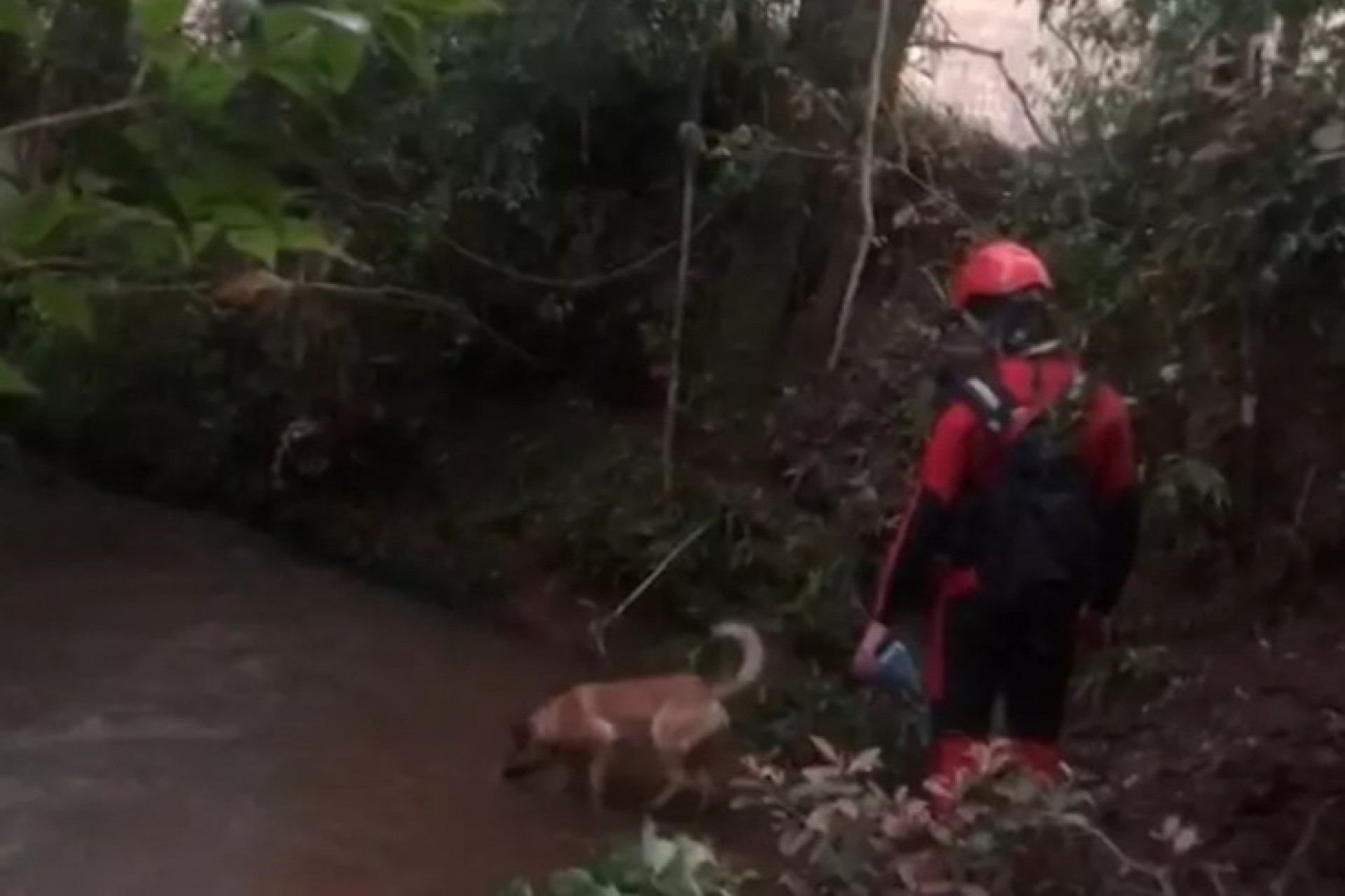 Cães farejadores de Cascavel e Curitiba auxiliam nas buscas por bebê levado por enxurrada