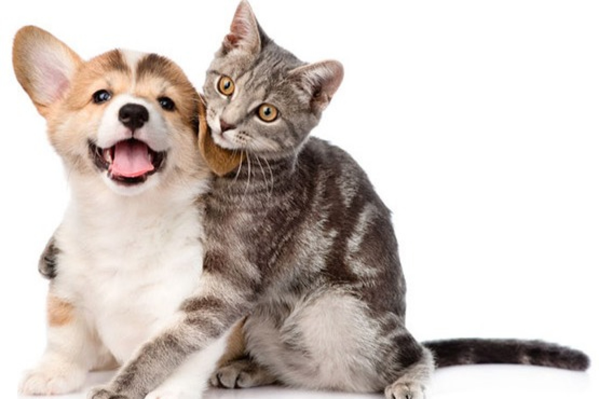 Câmara aprova projeto de controle de natalidade de cães e gatos em  Itaipulândia | Portal Missal