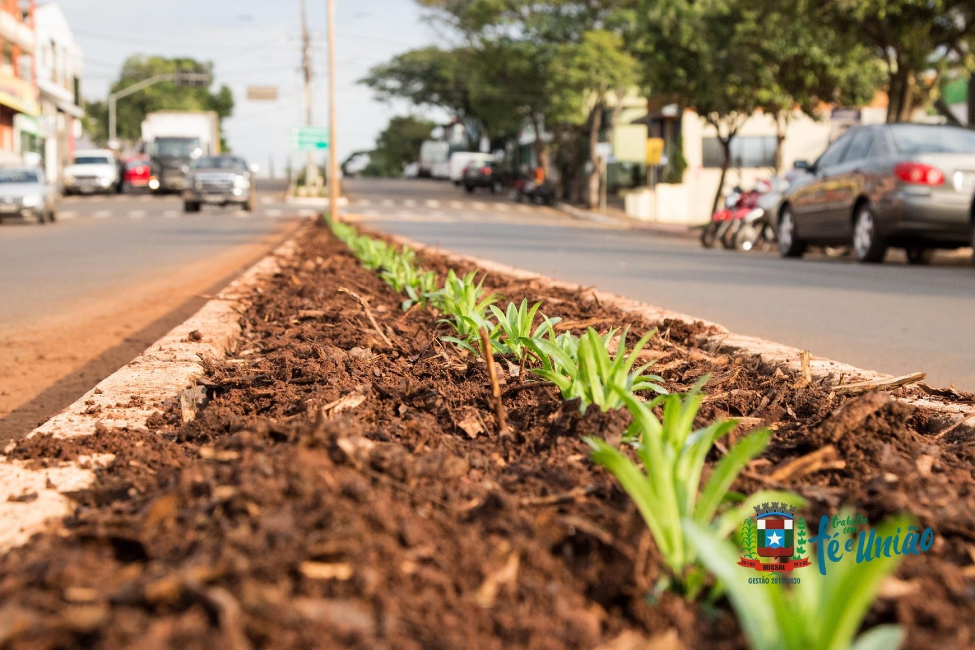 Canteiros da Avenida de Missal estão recebendo novas flores