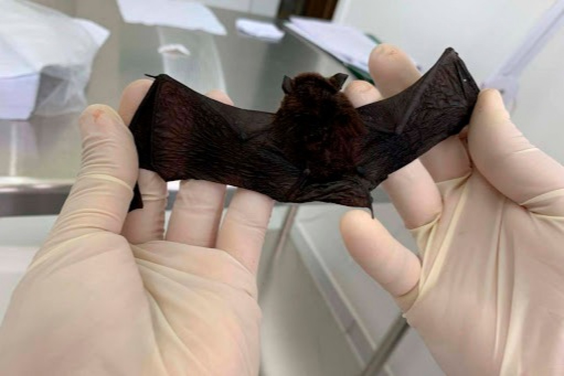 Cascavel confirma dois casos de morcegos com raiva