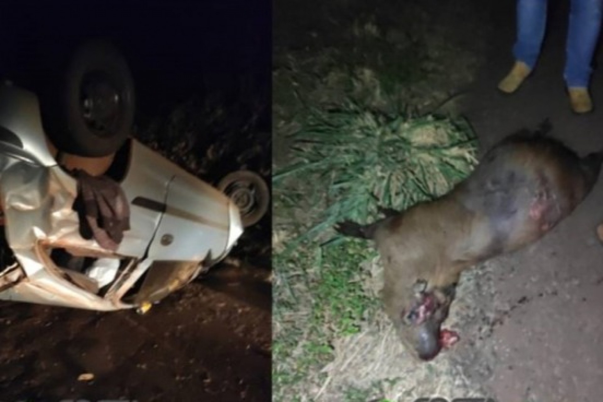 Celta capota após colidir em capivara na PR 317 em Santa Helena