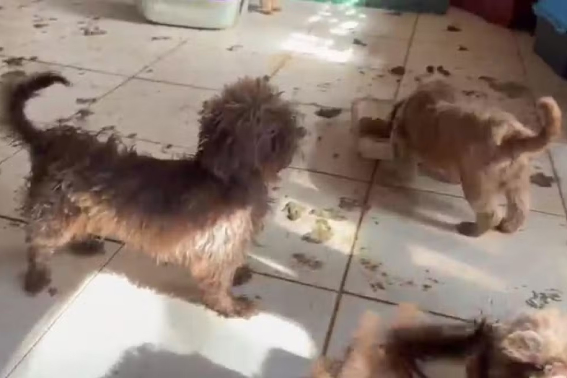 Cerca de 80 cães são resgatados de canil clandestino no Paraná e médica veterinária é presa