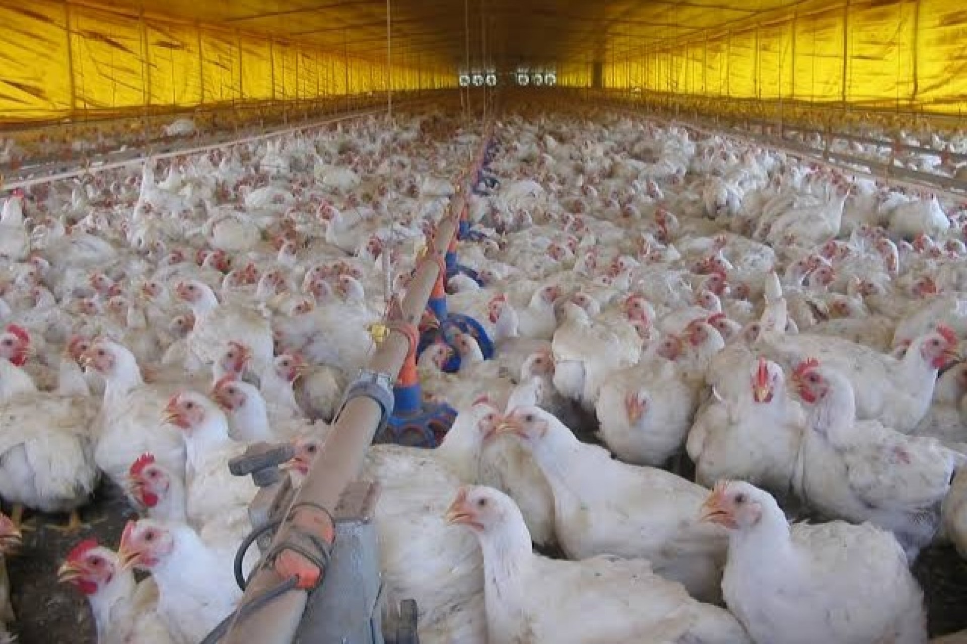 China detecta vírus da gripe aviária e manda sacrificar 17.828 aves