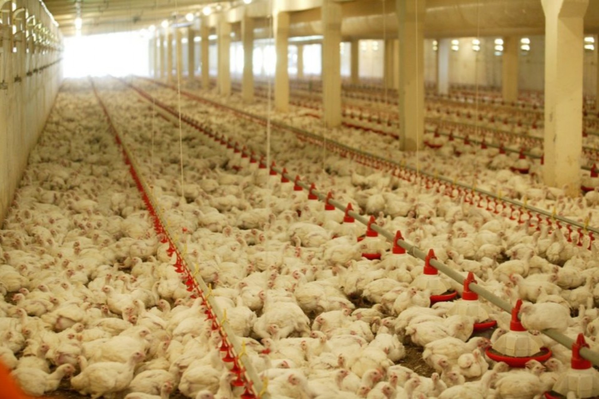 China registra primeiro caso de gripe aviária H10N3 em humano
