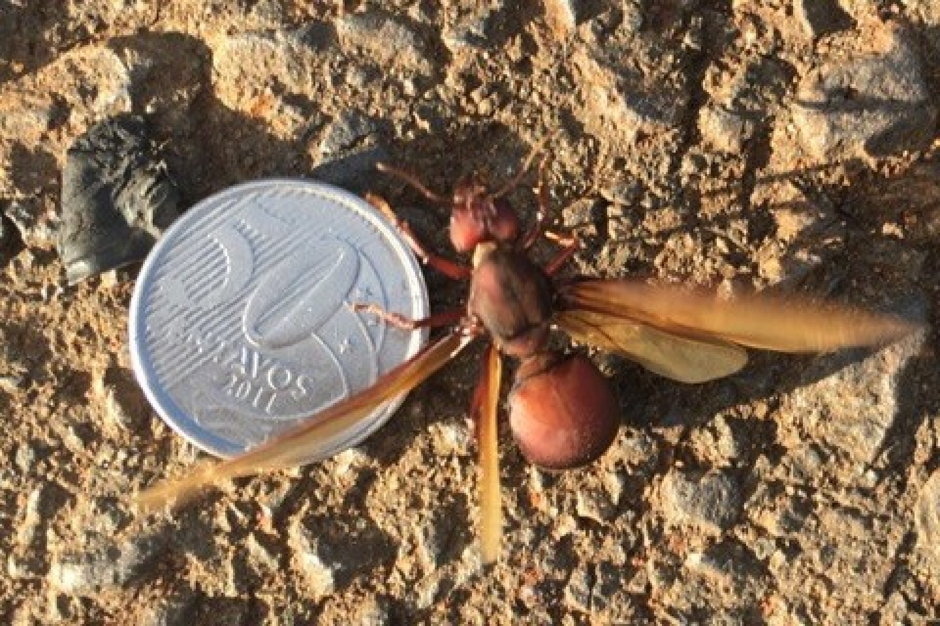 ‘Chuva de formigas’ intriga moradores de vários bairros de Cascavel; Adapar explica