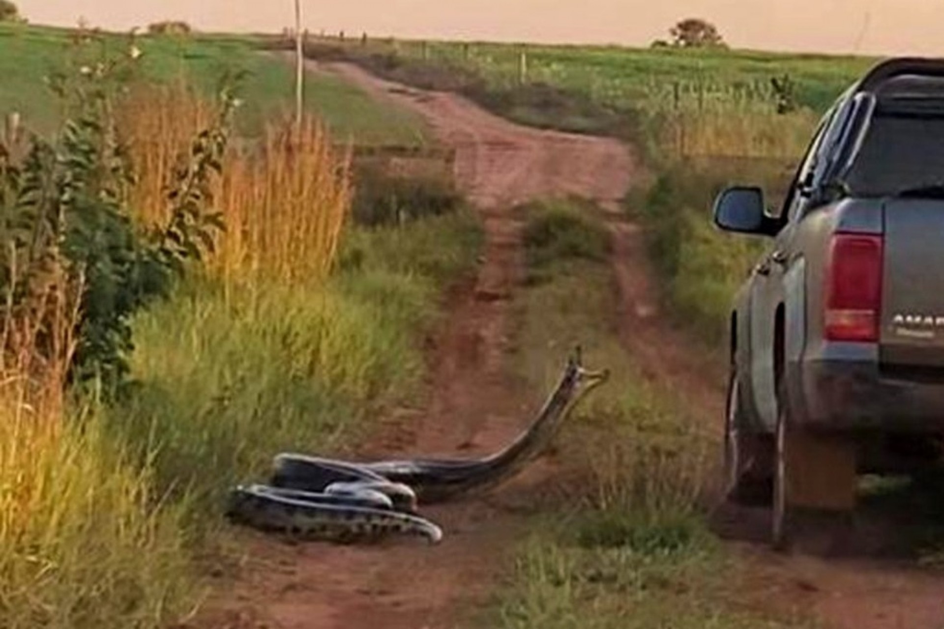 Cobra de 7 metros tenta 'dar o bote' em caminhonete