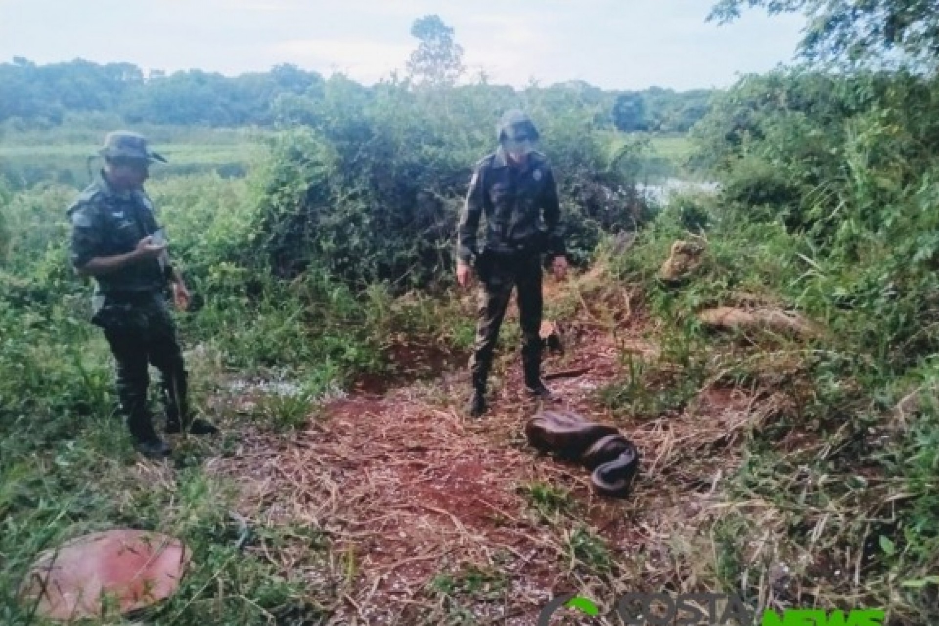 Cobra sucuri capturada em Guaíra é solta no Refúgio Biológico de Santa Helena