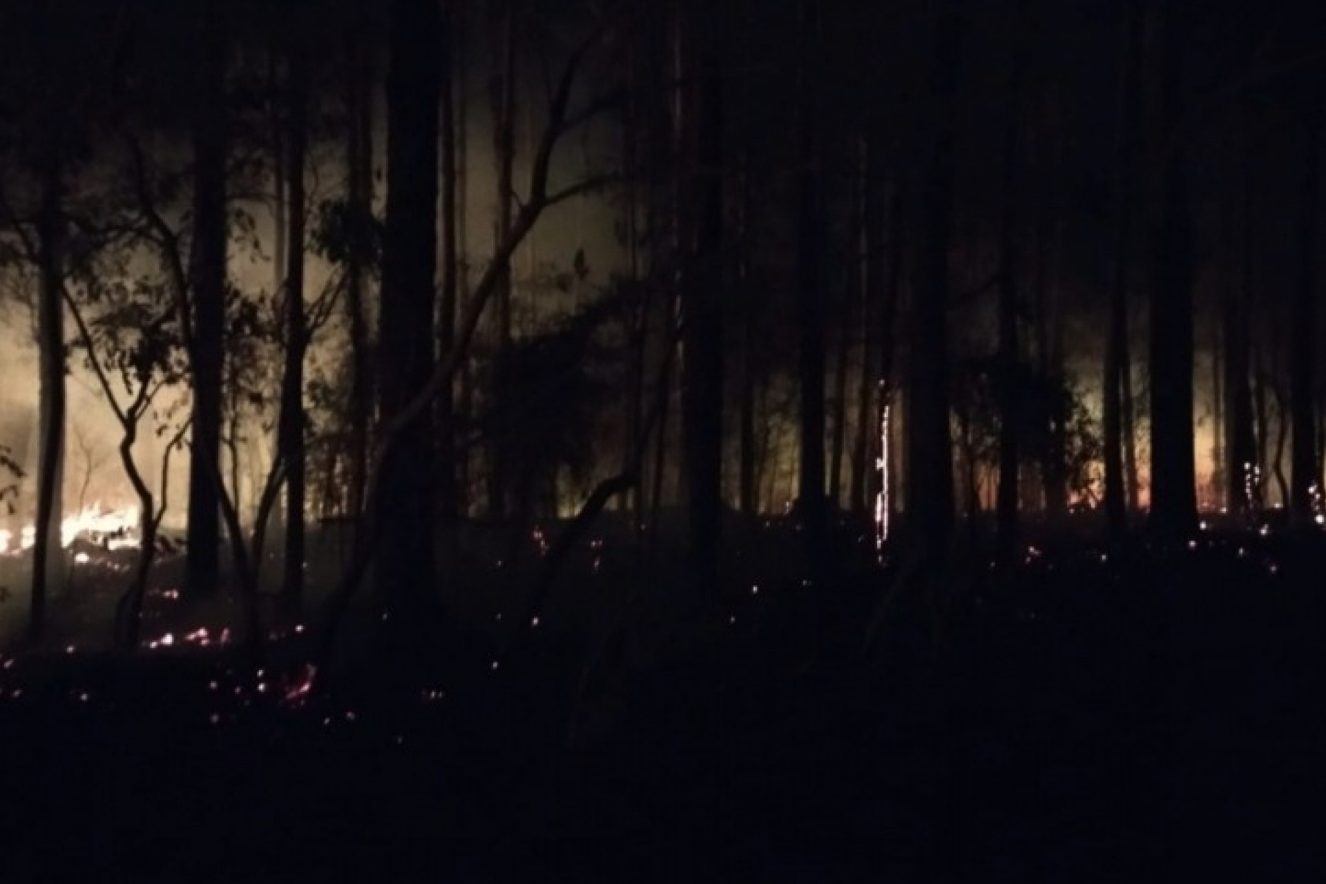 Corpo de bombeiros combatem incêndio em plantação de eucalipto em São Miguel
