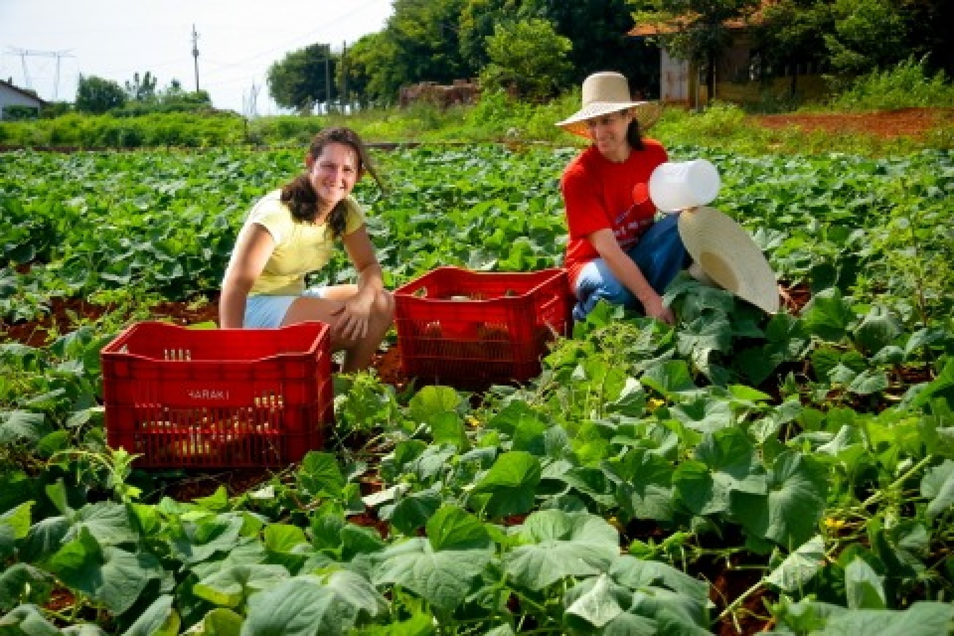 Cresce o número de propriedades certificadas no Oeste do Paraná para a produção de  orgânicos