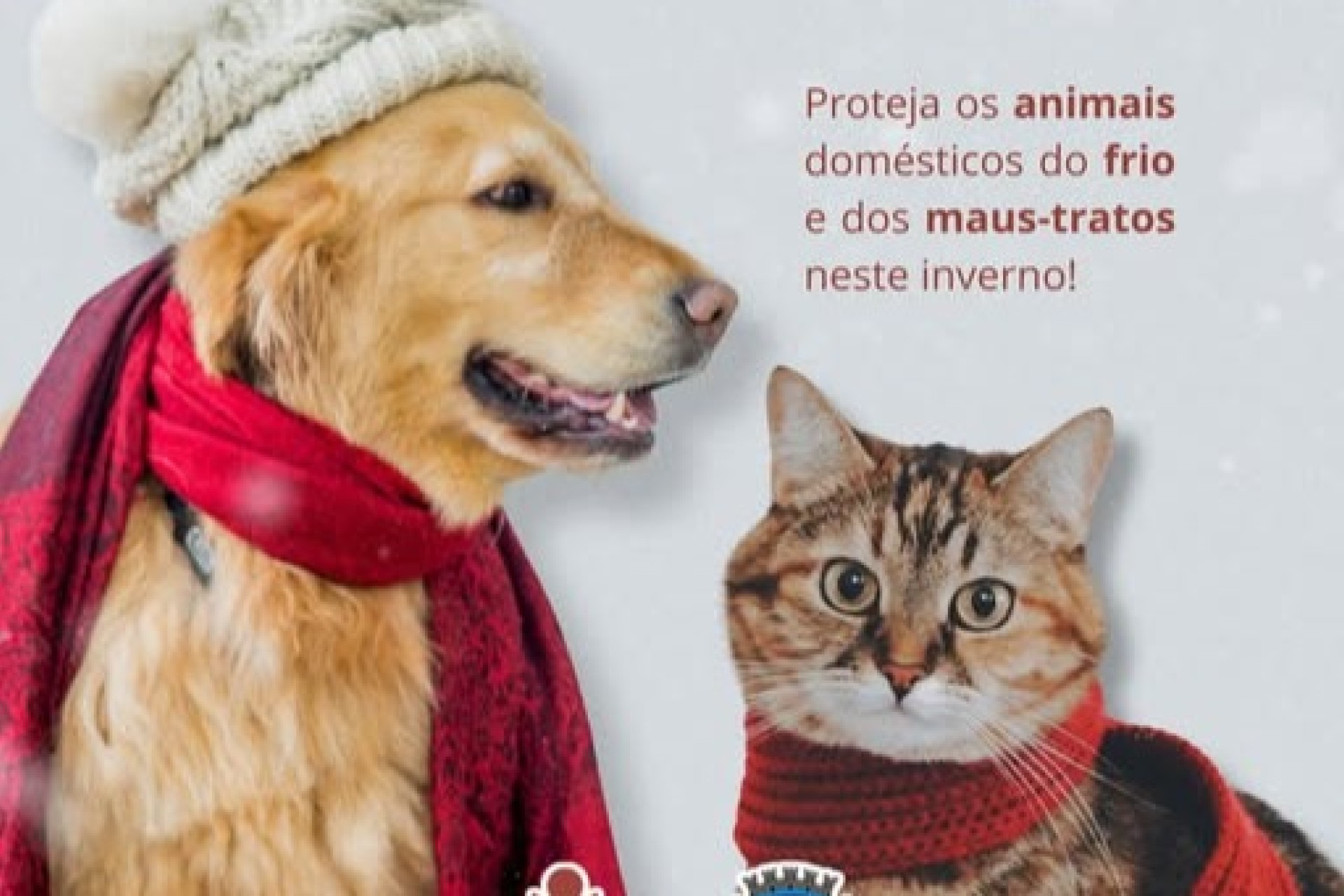 Cuidar é um ato de amor: Proteja os animais domésticos do frio e dos maus-tratos neste inverno