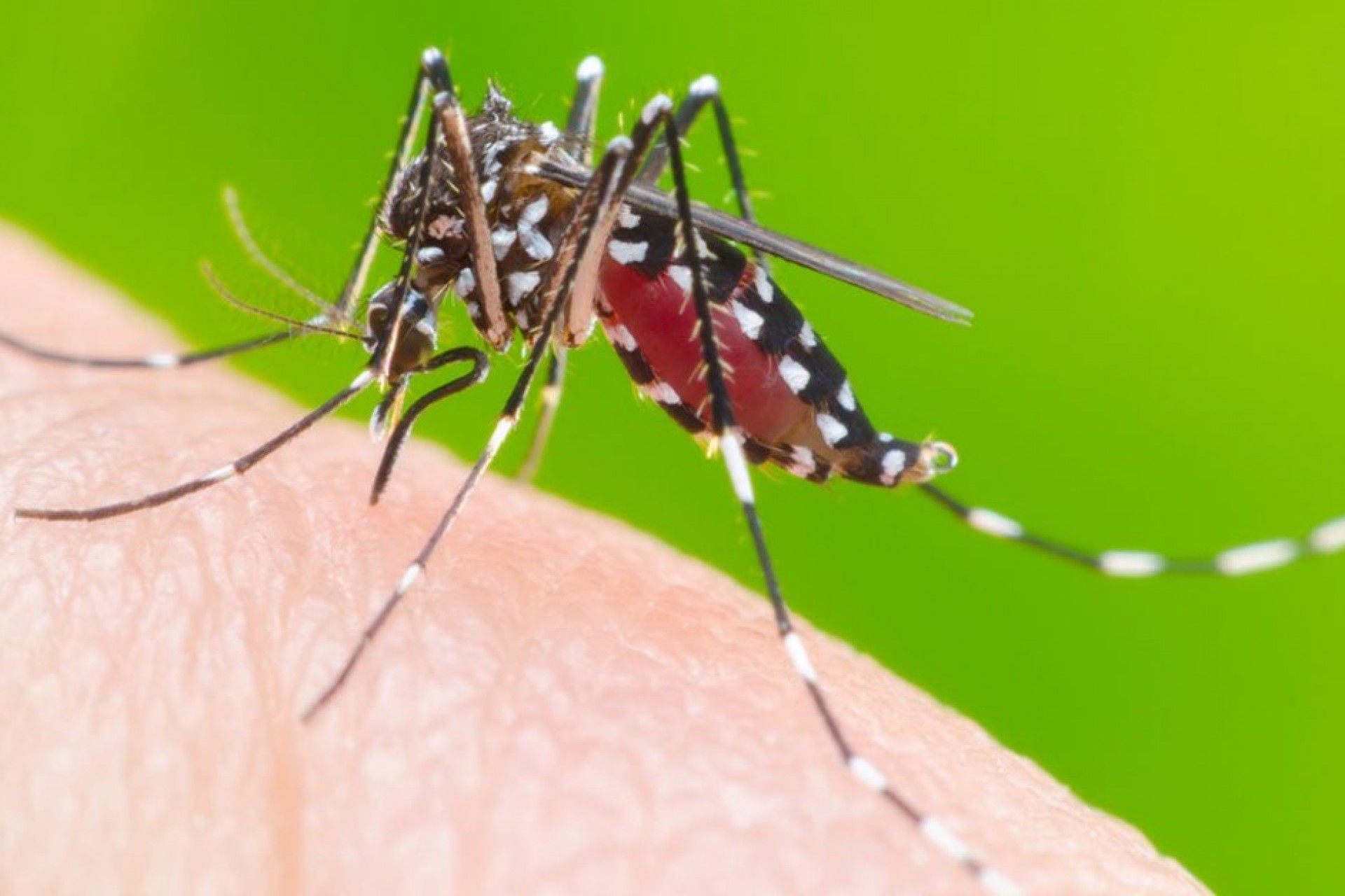 Dengue: Missal entra em estado de alerta
