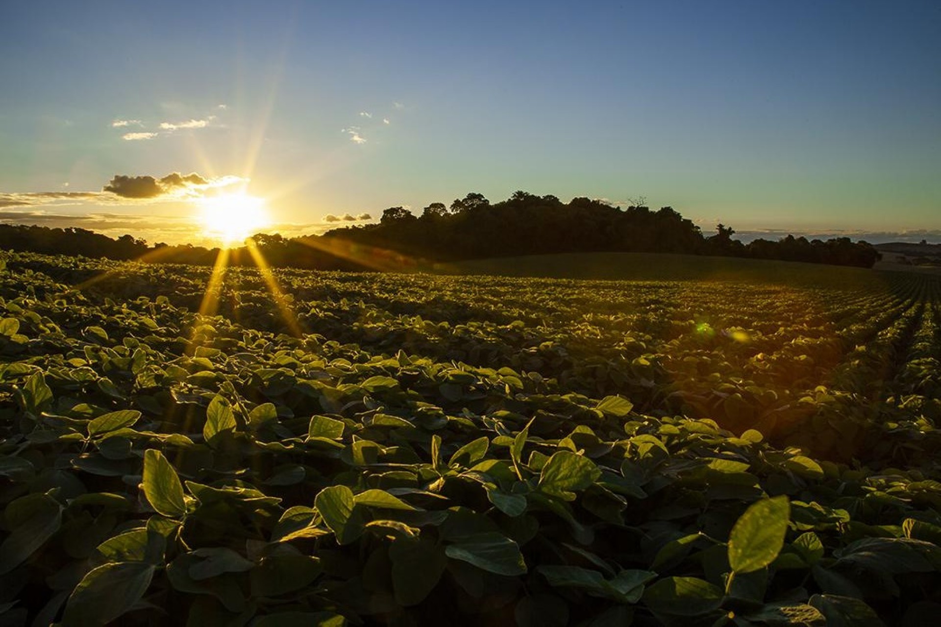 Dia do Agricultor: Apoio do Sicredi é decisivo para desenvolvimento do agronegócio brasileiro