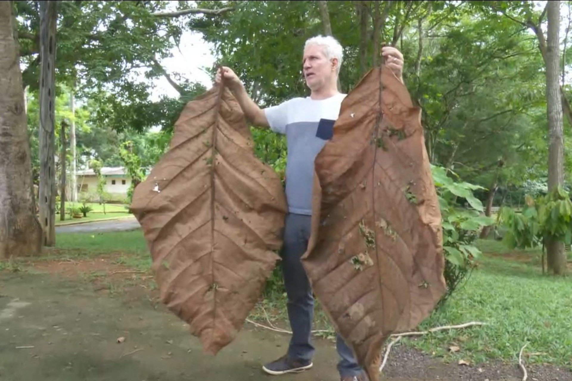 Em extinção, árvore que produz folha de 2,5m é achada em parque