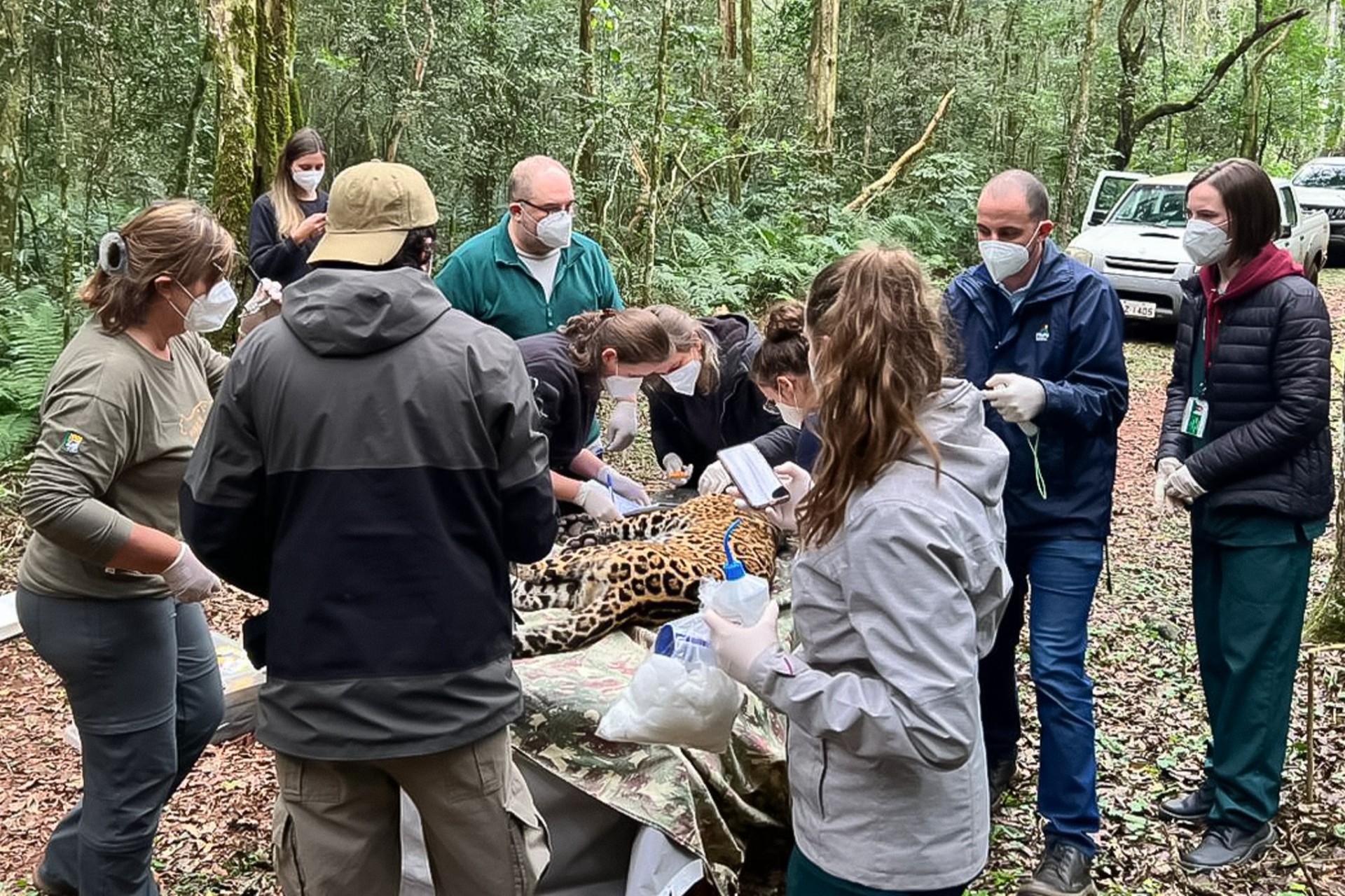 Equipe da Itaipu participa de captura de onça-pintada no Parque Nacional