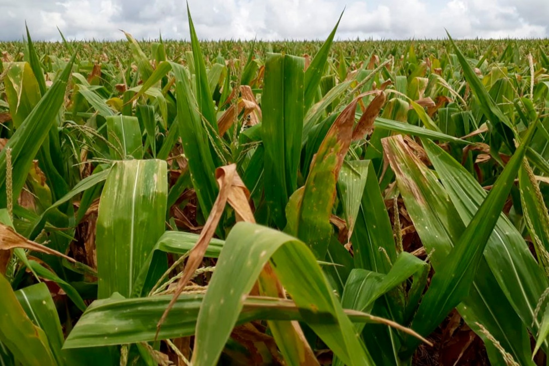 Estiagem pode representar um milhão de toneladas de milho perdidas na segunda safra