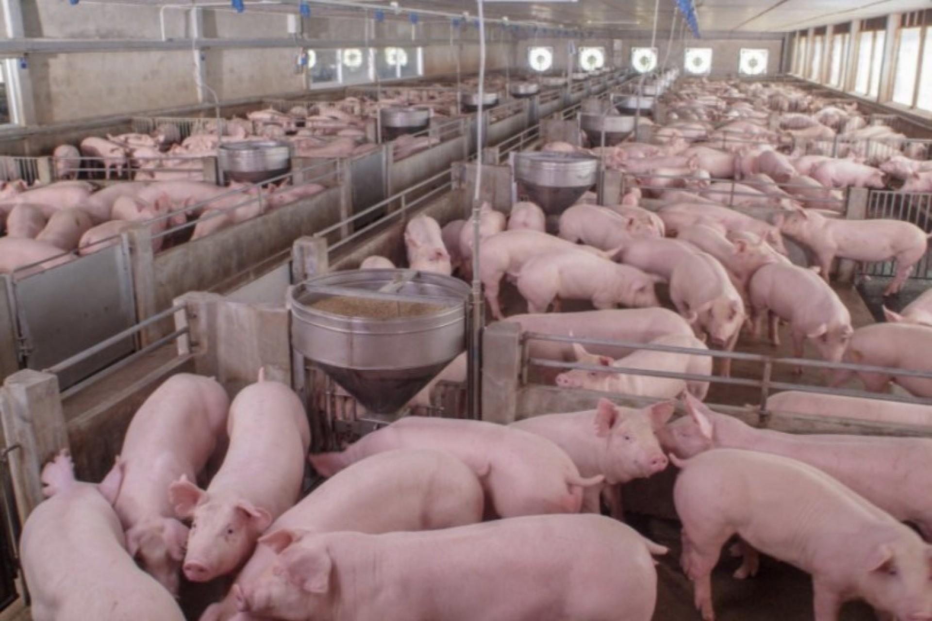 Exportações brasileiras de carne suína crescem 50,4% em junho