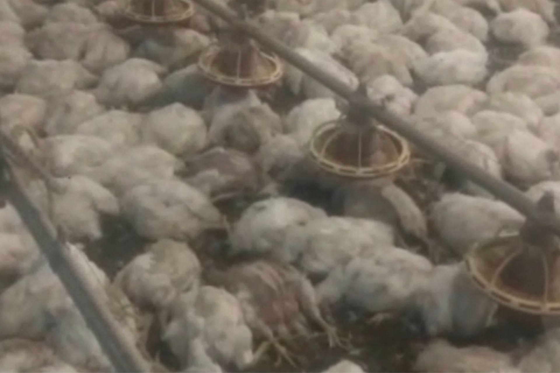 Falha em sistema de ventilação automática de aviário mata mais de 7 mil frangos