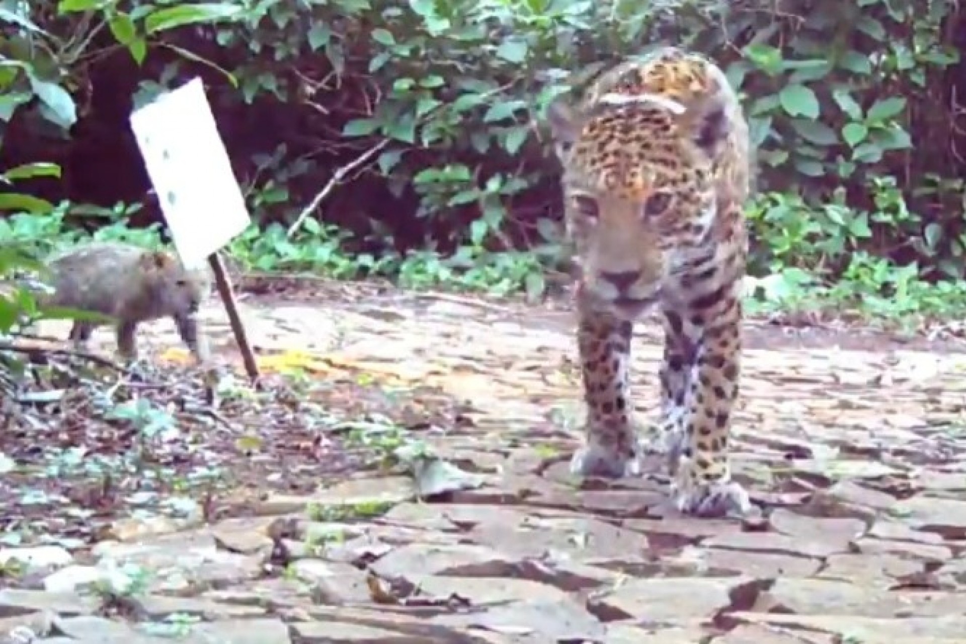 Filhote de onça-pintada é flagrado no Parque Nacional do Iguaçu