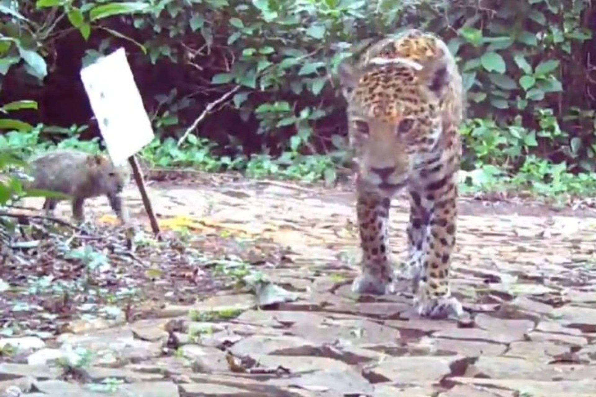 Filhote de onça-pintada é flagrado no Parque Nacional do Iguaçu