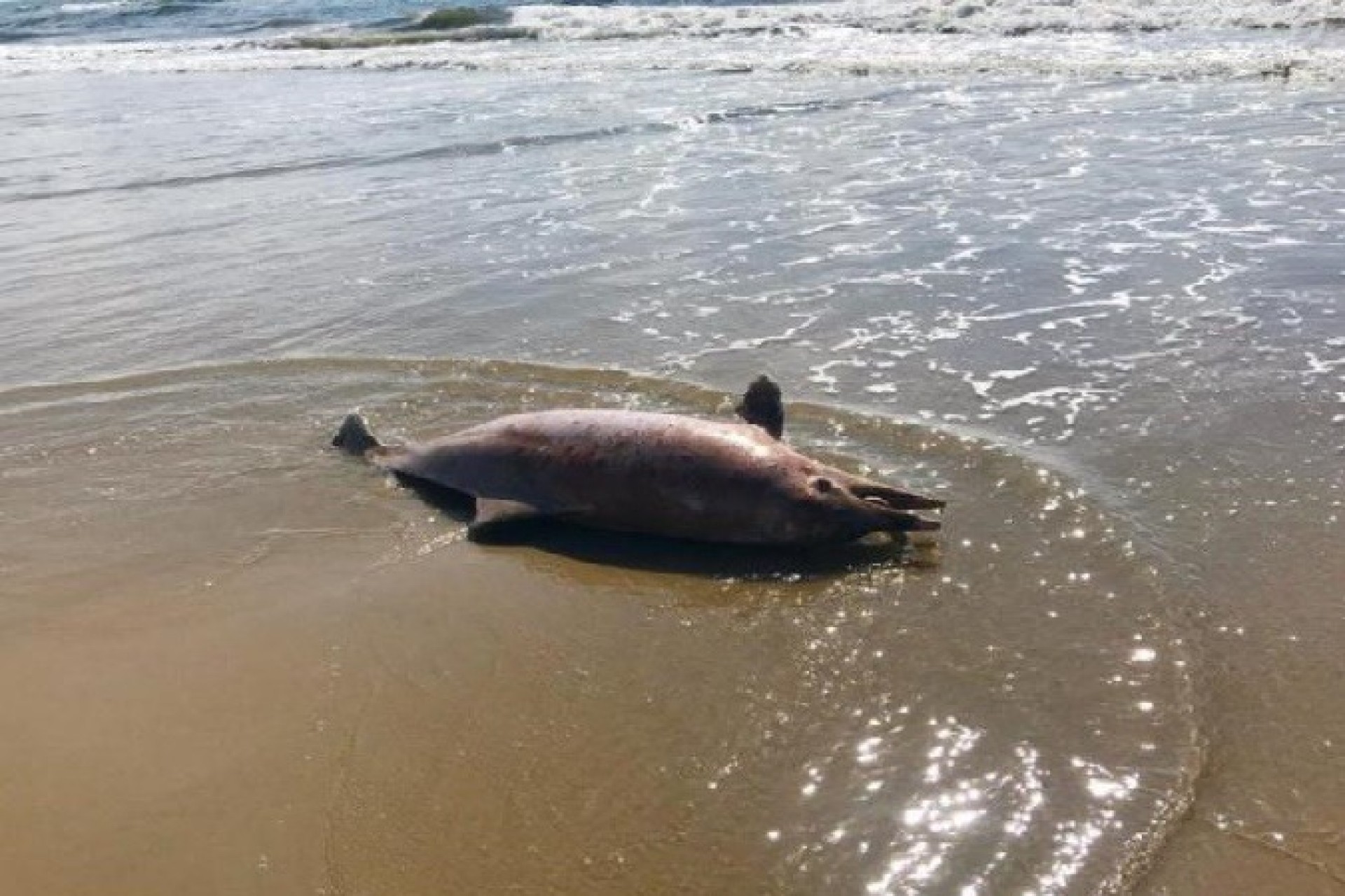 Golfinho ameaçado de extinção é encontrado morto em praia do Paraná