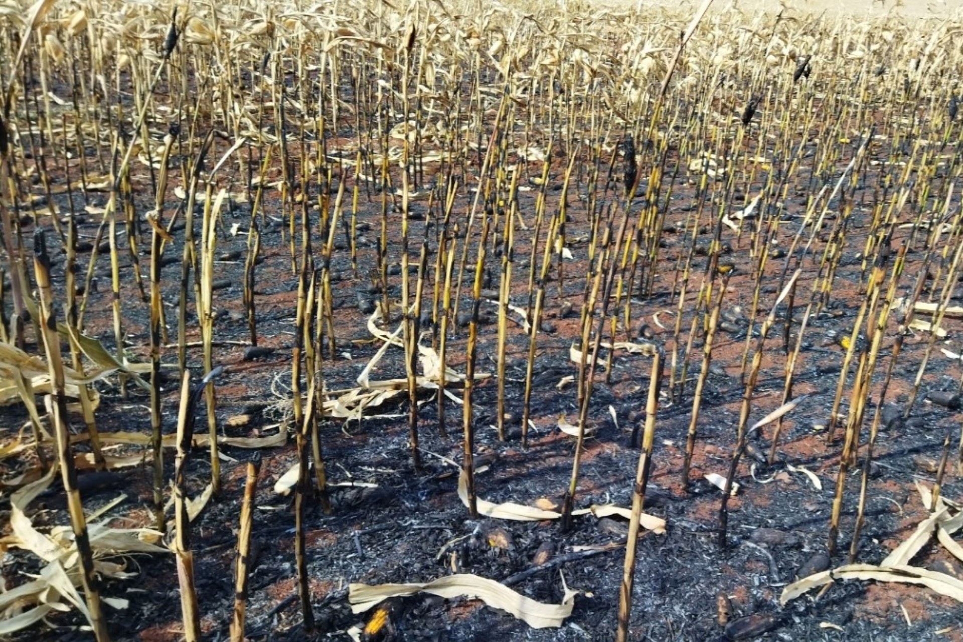 Incêndio em milharal próximo da São Jorge em São Miguel do Iguaçu. Veja o vídeo