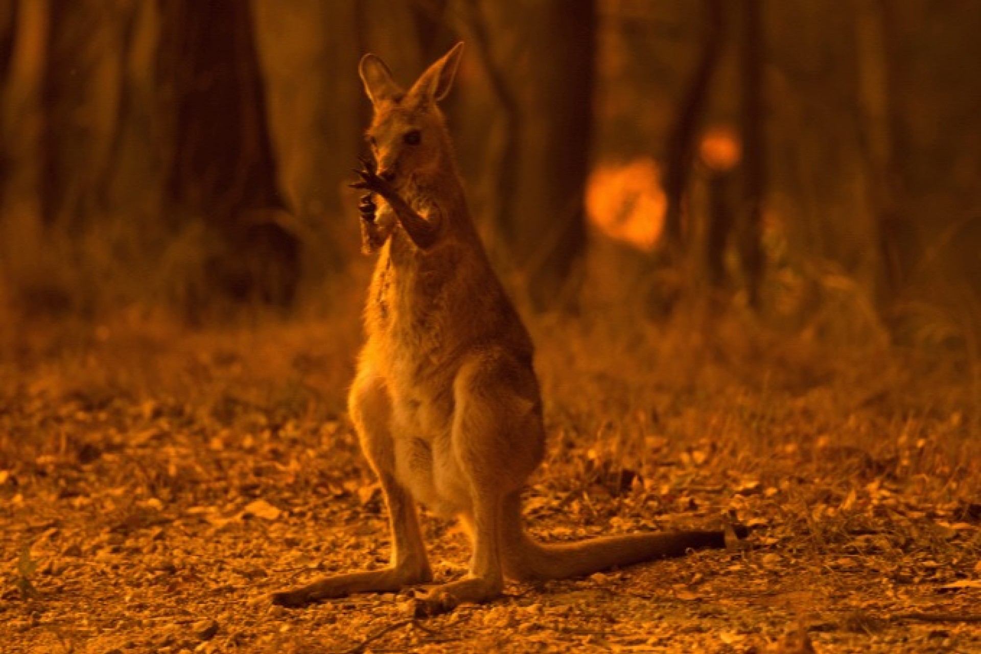 Incêndios na Austrália matam meio bilhão de animais; temperaturas sobem