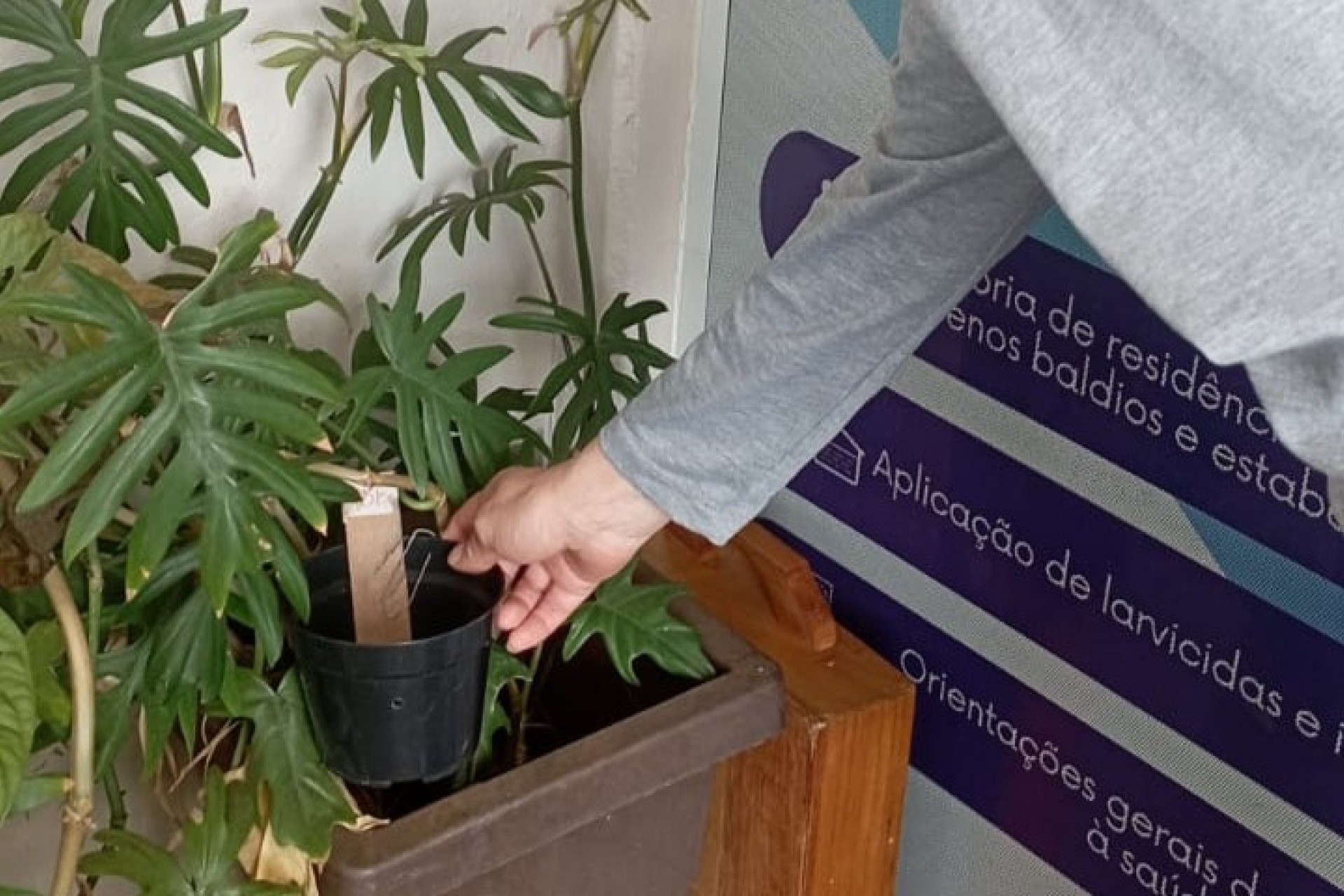 Índice de densidade de ovos do mosquito Aedes aegypti teve redução de 90% em Missal