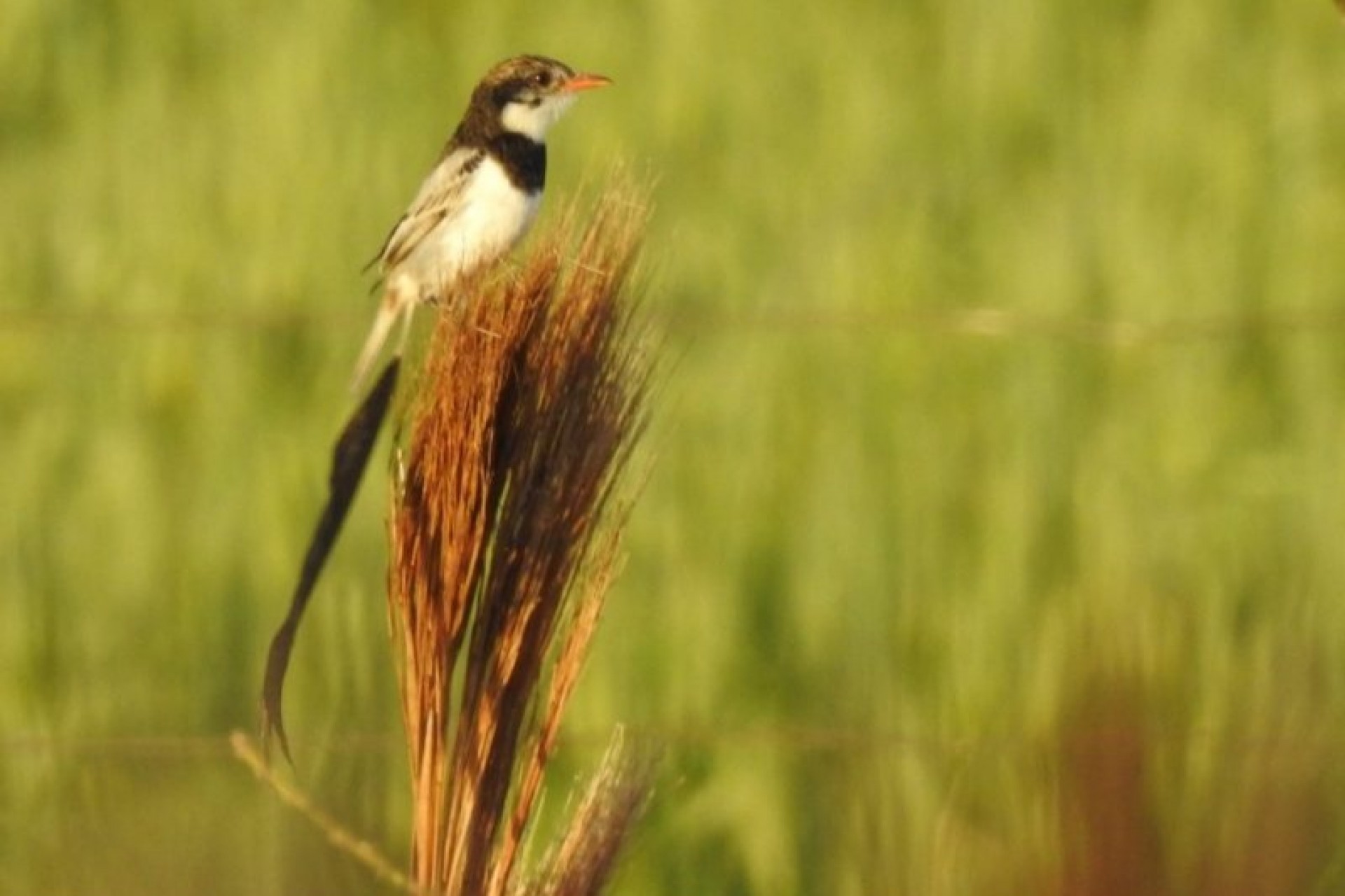 Integrante da equipe do Parque das Aves registra ave que não era visualizada há anos no Brasil