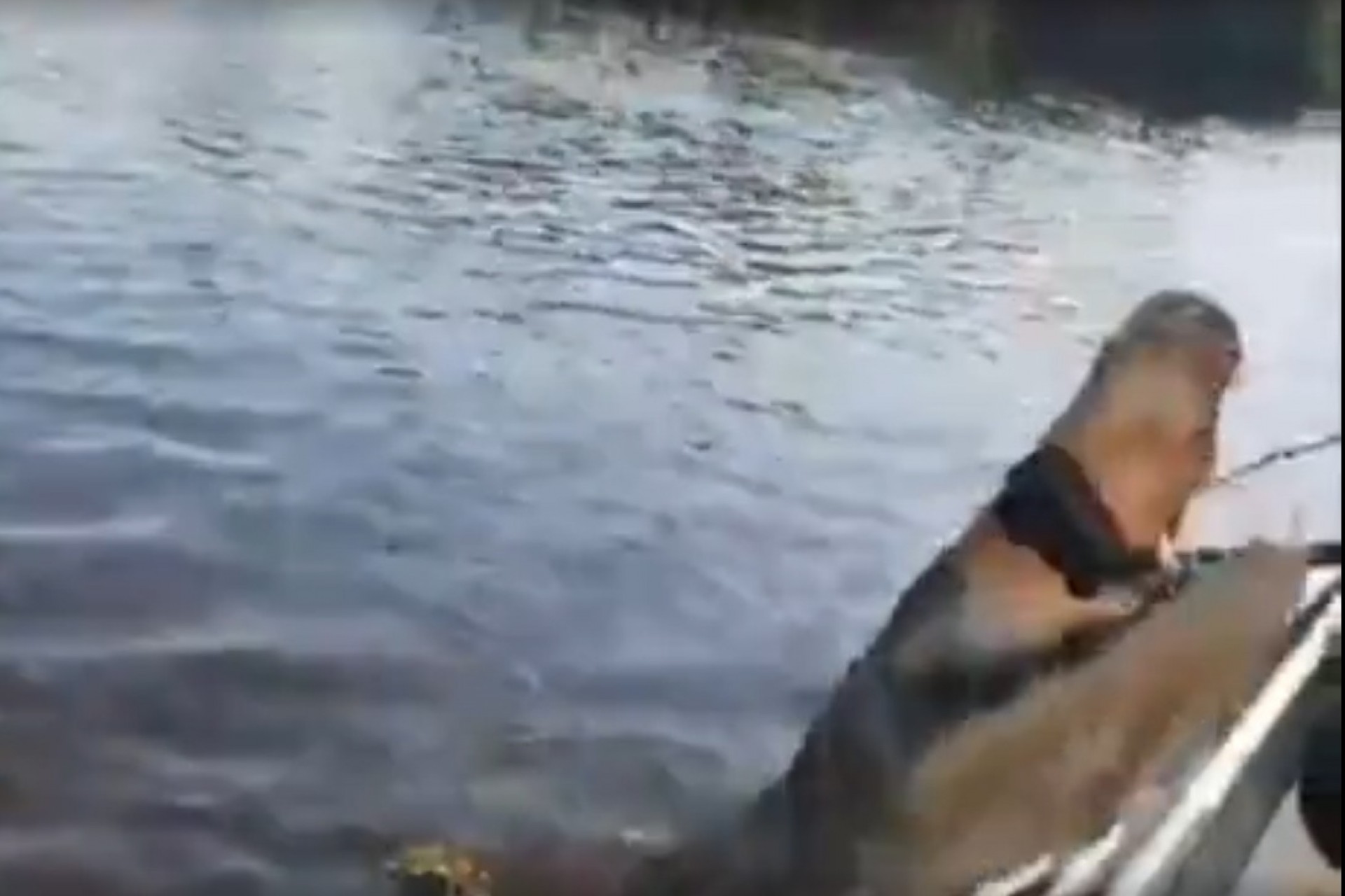 Jacaré avança contra câmera de turistas durante passeio de barco no Pantanal de MT (veja vídeo)