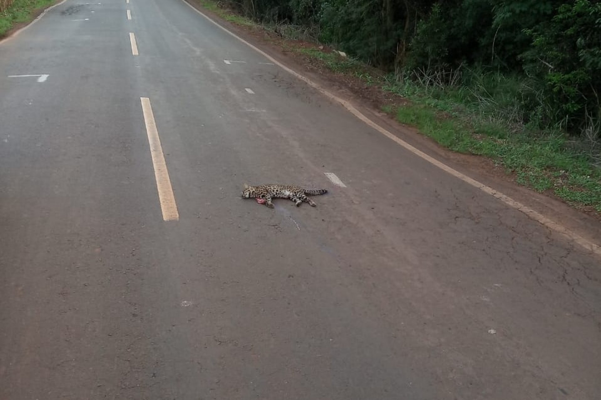 Jaguatirica é encontrada morta na Linha São João em Missal