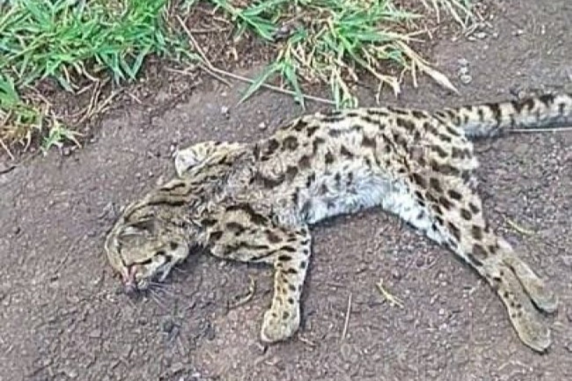 Jaguatirica é encontrada morta na PR 317 entre São José das Palmeiras e Ouro Verde do Oeste