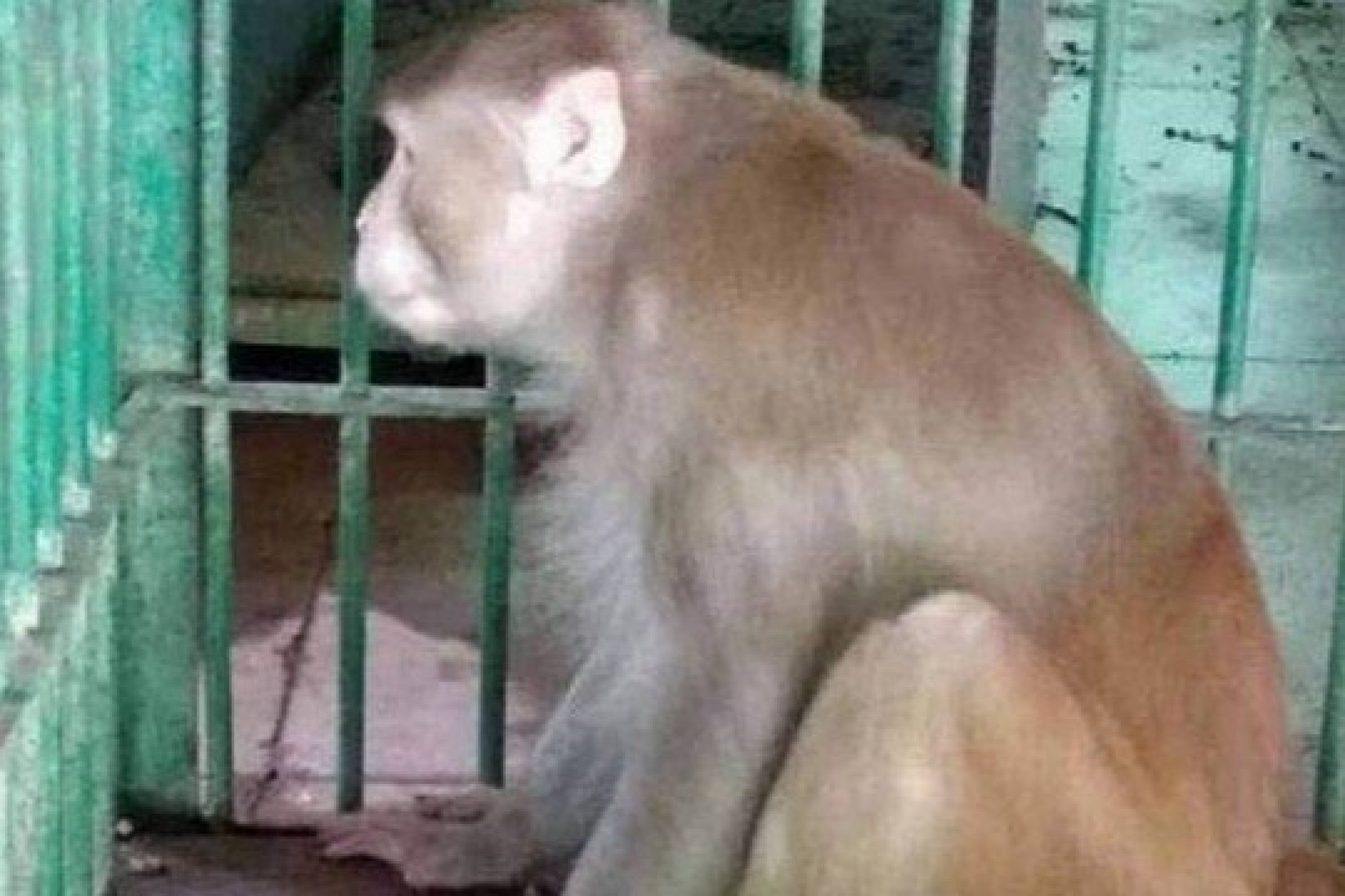 Macaco que matou uma pessoa durante crise de abstinência de álcool é condenado à 'prisão perpétua'