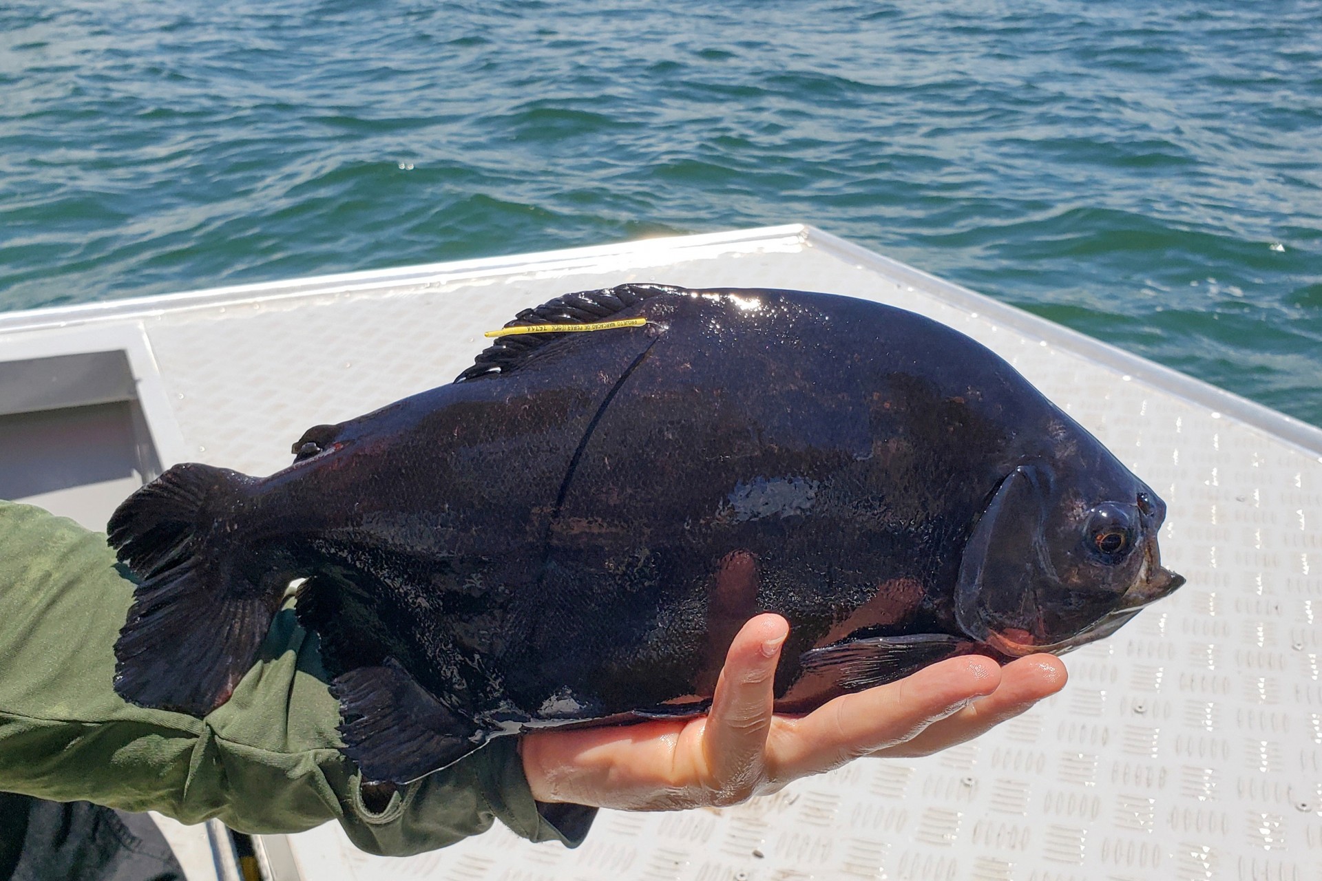 Marcação de peixes pela Itaipu tem primeiros resultados