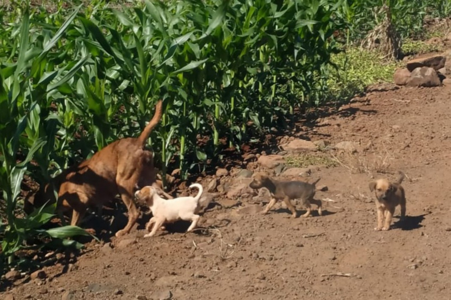 Maus tratos: cães são abandonados no interior de Missal