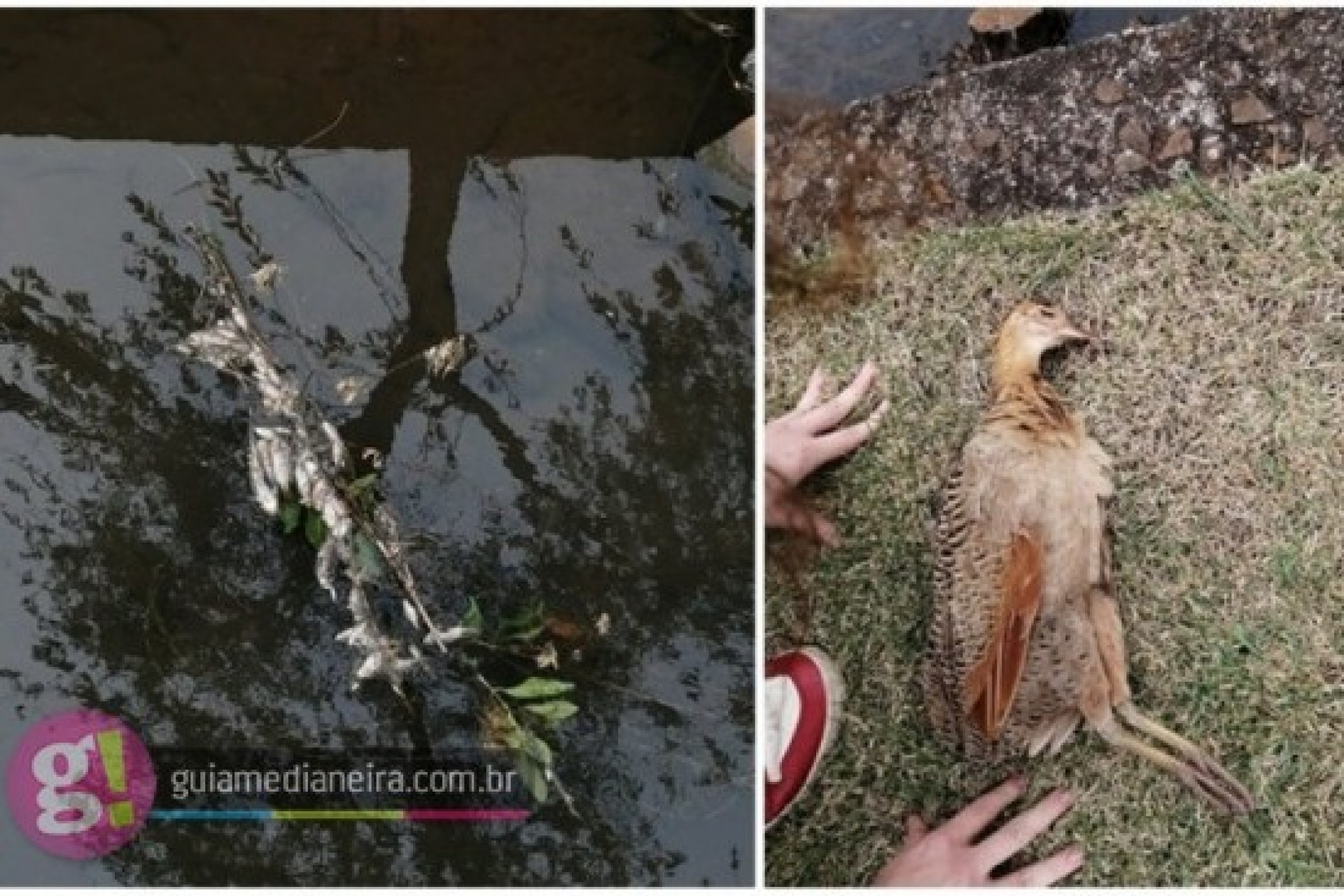 Medianeira: Moradores reclamam de peixes e aves mortas no Rio Bolinha