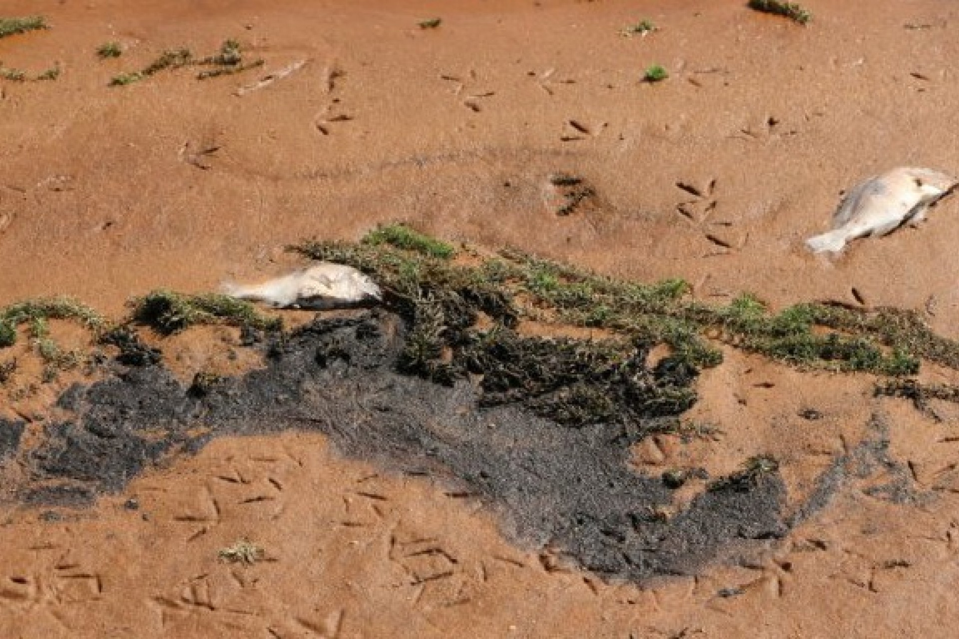 Meio Ambiente alerta banhistas e pescadores sobre substância encontrada no Lago de Itaipu